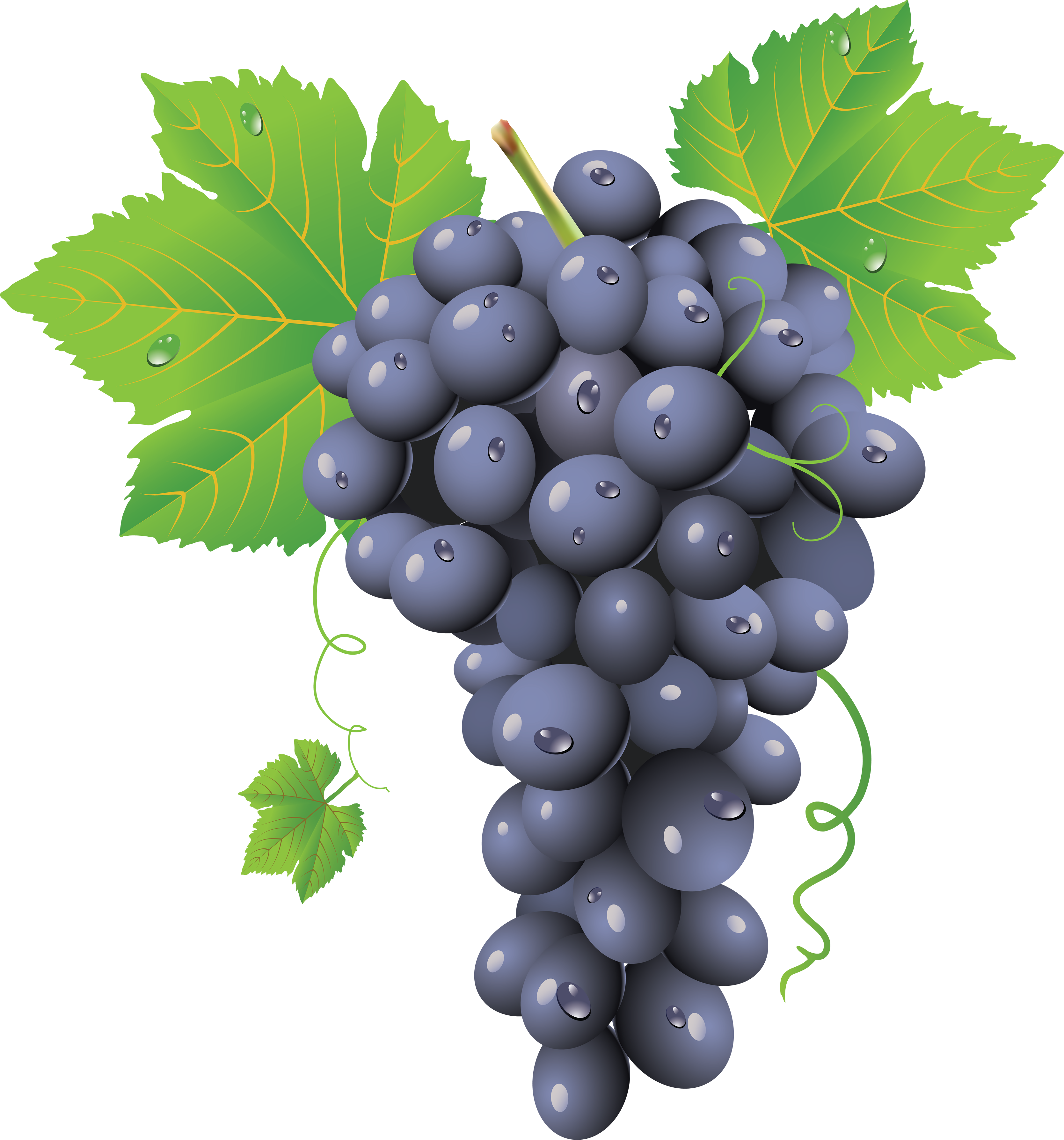 Vector Black Grapes Download HQ PNG Image