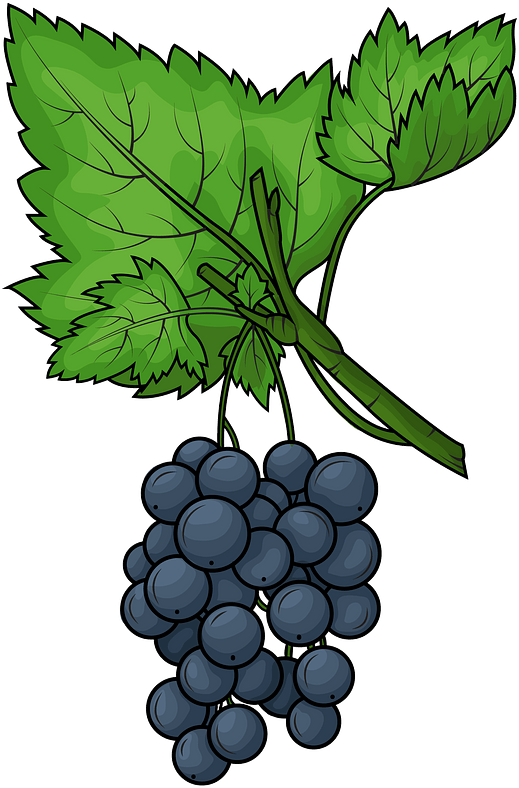 Black Grapes PNG Free Photo PNG Image