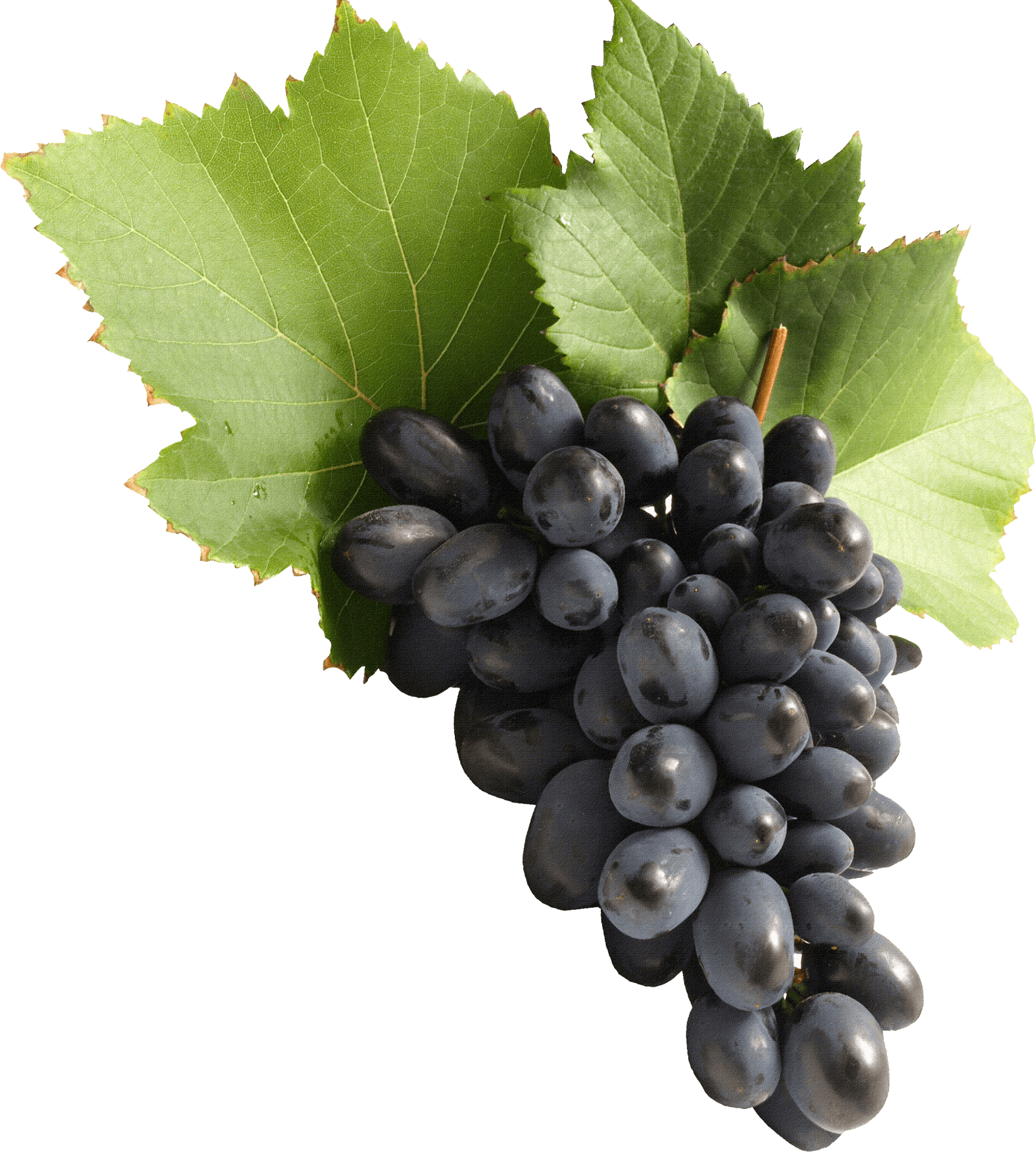 Black Grapes Long Free Clipart HD PNG Image