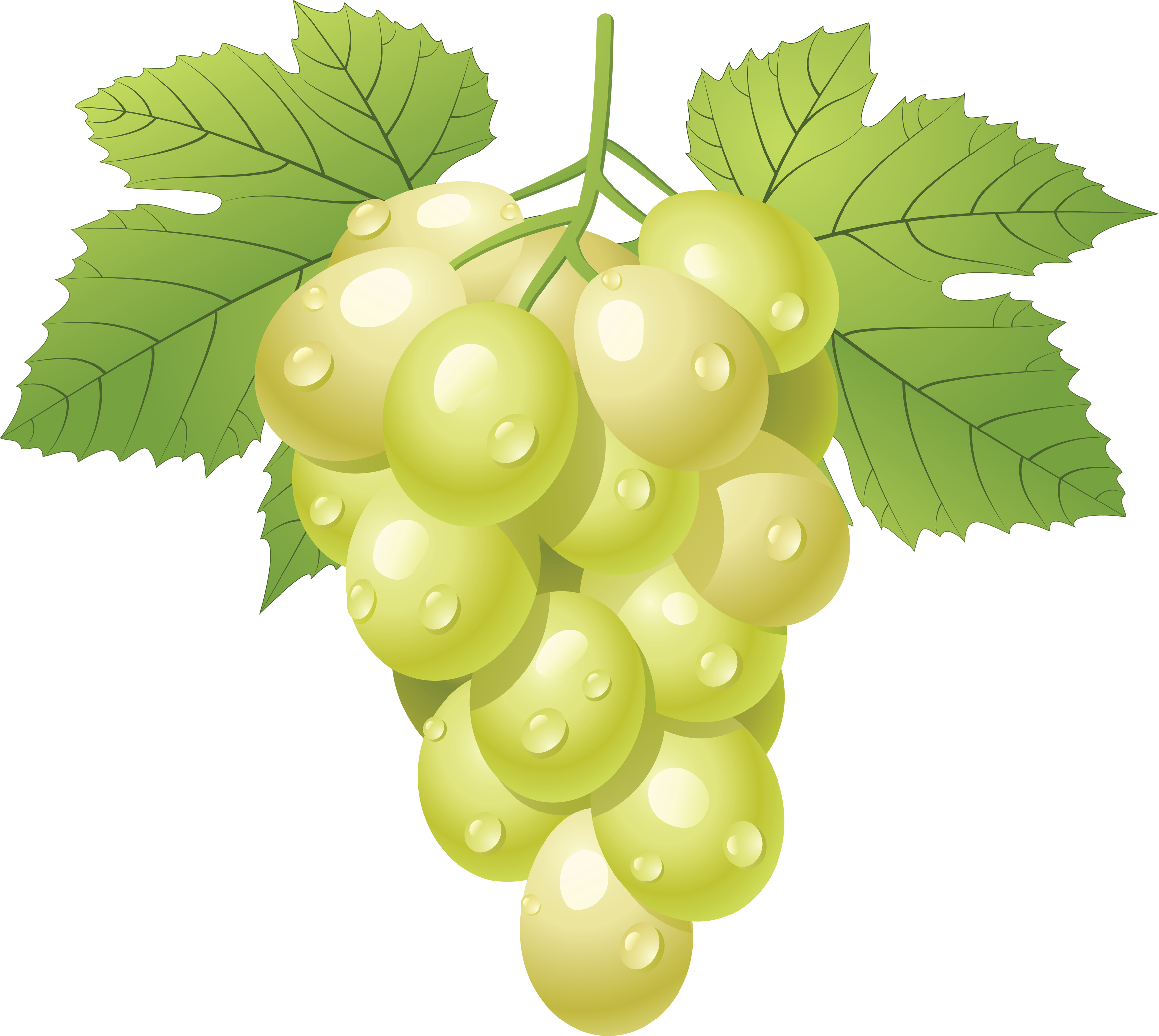 Vector Green Grapes Free PNG HQ PNG Image