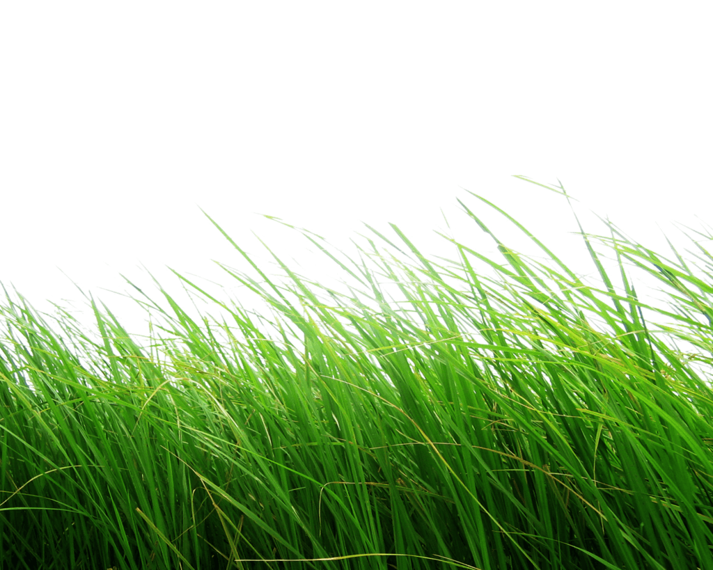 Grass Png Image Green Grass Png Picture PNG Image