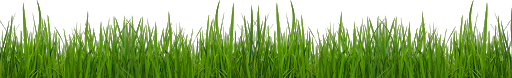 Photos Grass Natural PNG File HD PNG Image