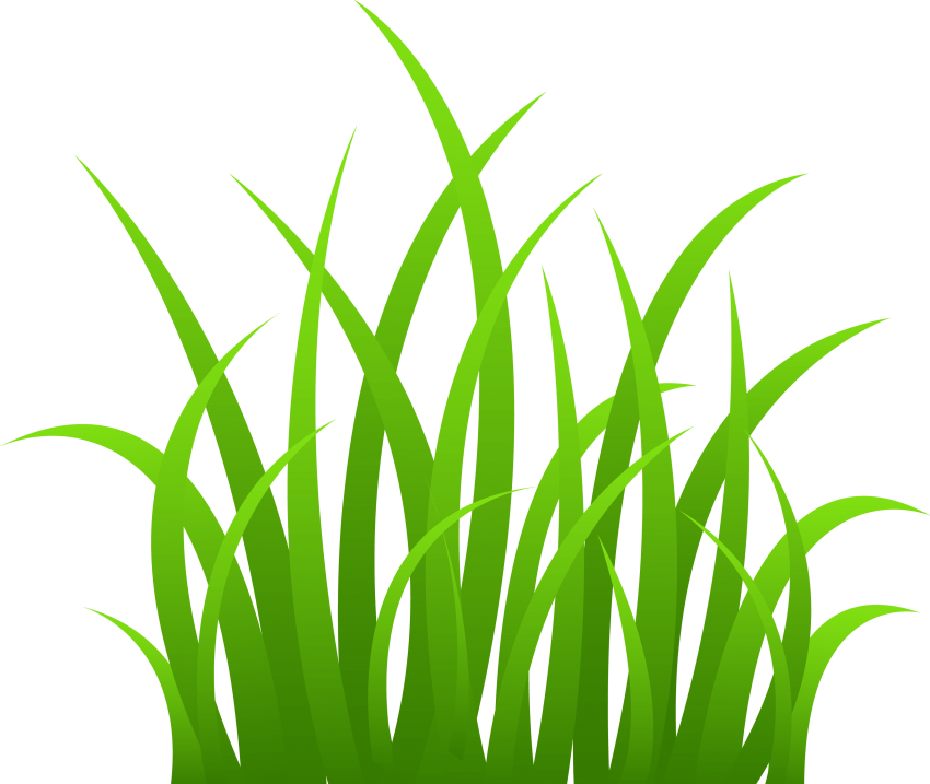 Vector Grass Natural HD Image Free PNG Image