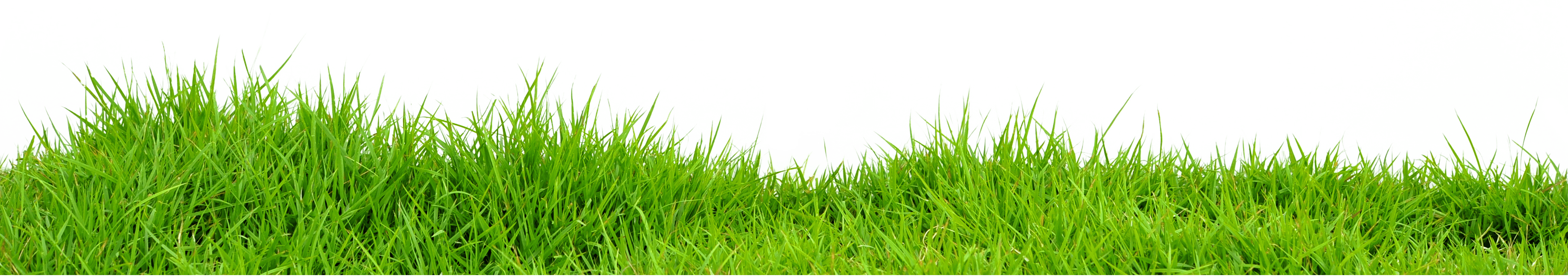 Grass Png Image Green Grass Png Picture PNG Image