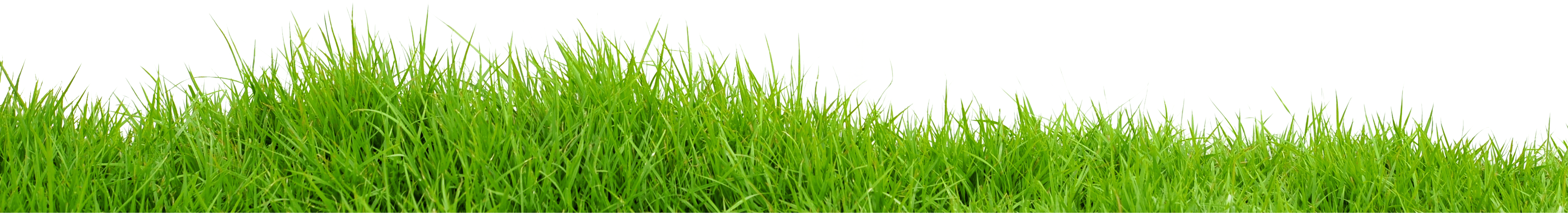 Grass Png Image Green Grass Png Picture PNG Image