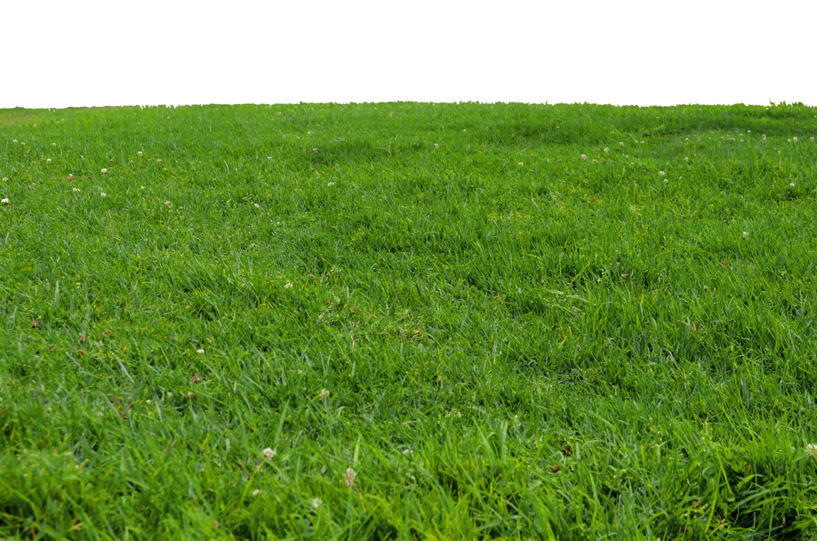 Grass Transparent PNG Image