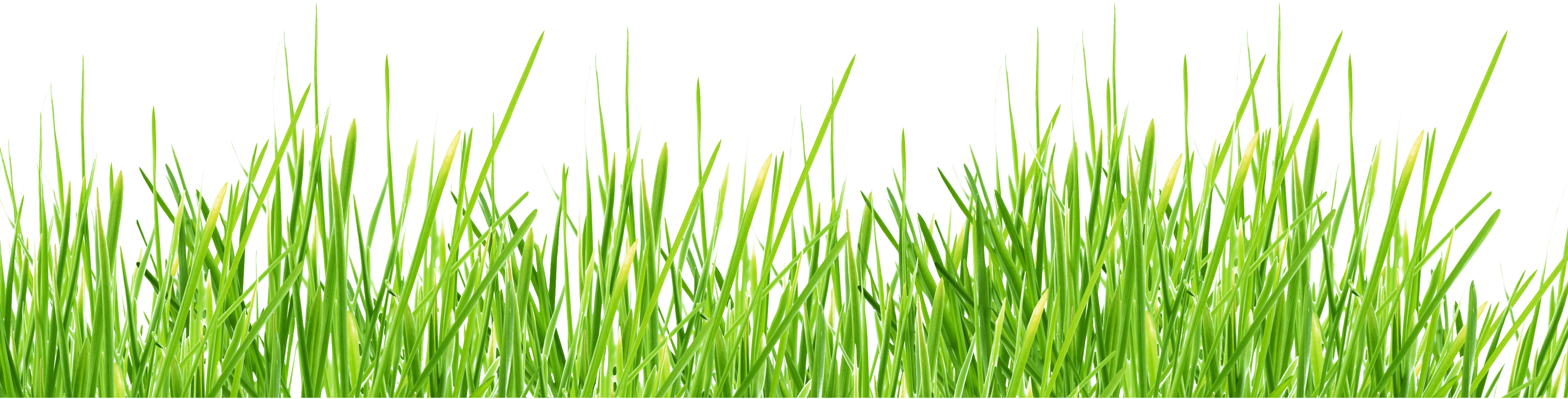 Grass Png Image Green Picture PNG Image