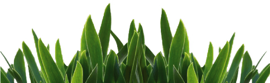 Grass Png Image Green Grass Png Picture PNG Image