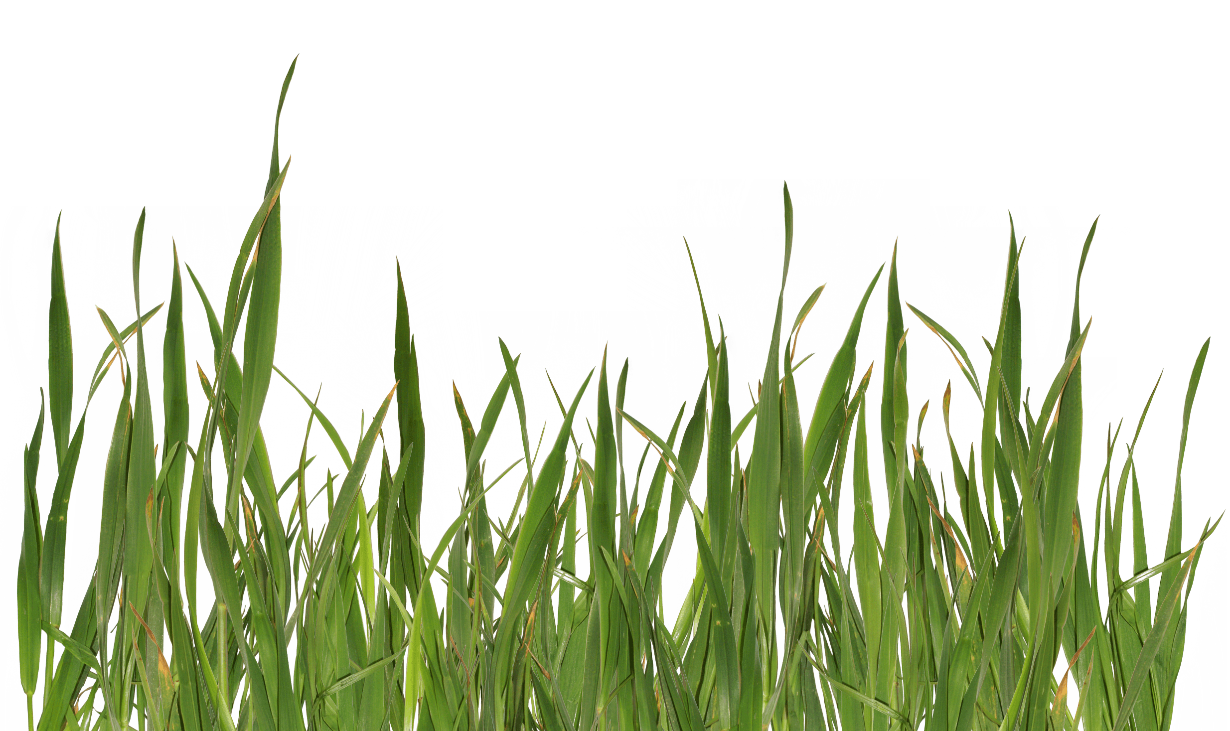 Grass Png Image Green Picture PNG Image