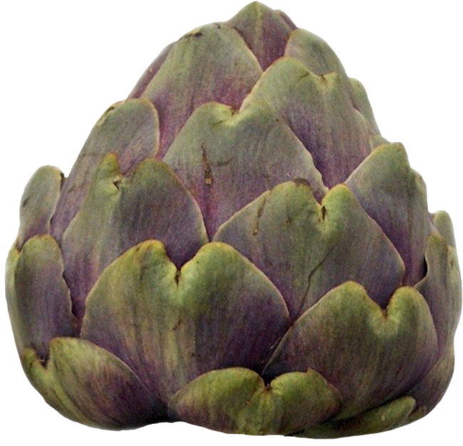 Single Artichoke Free PNG HQ PNG Image