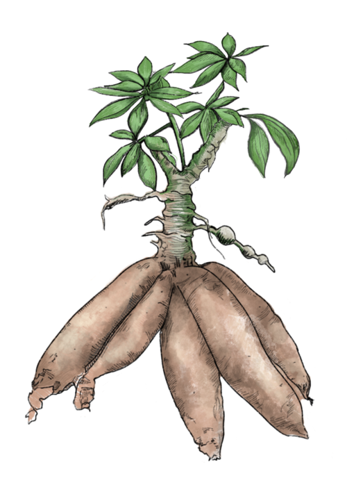 Organic Cassava Download HD PNG Image