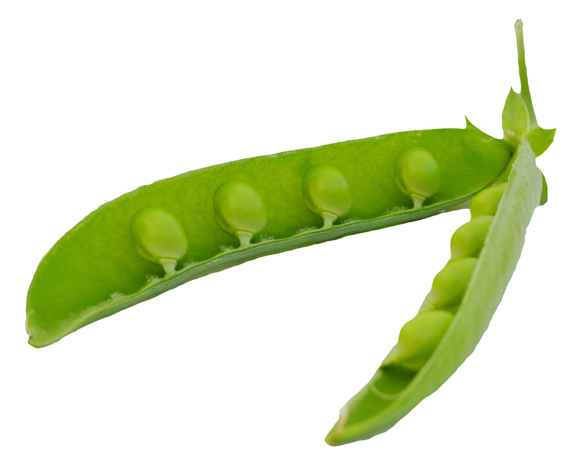 Green Organic Pea Free PNG HQ PNG Image