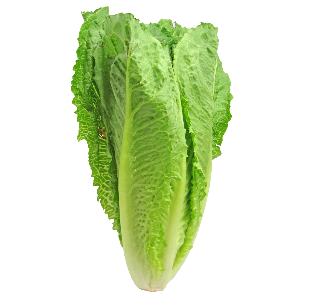 Celtuce Free PNG HQ PNG Image