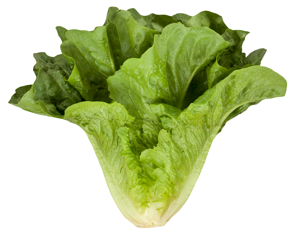 Fresh Celtuce Free Download PNG HQ PNG Image