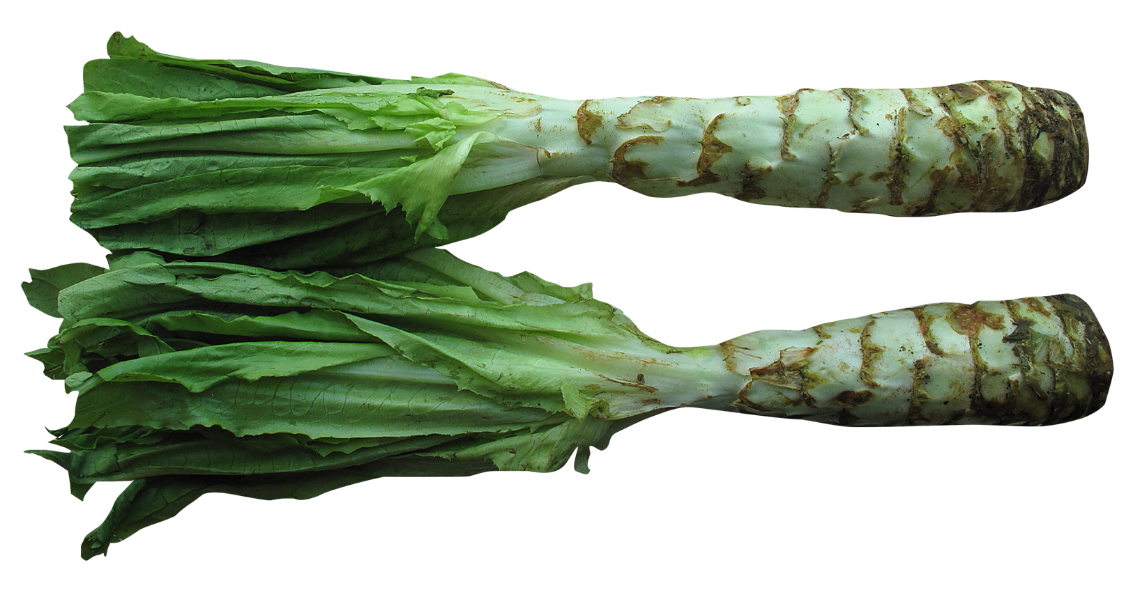 Fresh Celtuce HD Image Free PNG Image