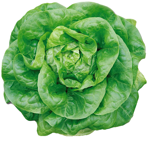 Celtuce Green Free Transparent Image HQ PNG Image