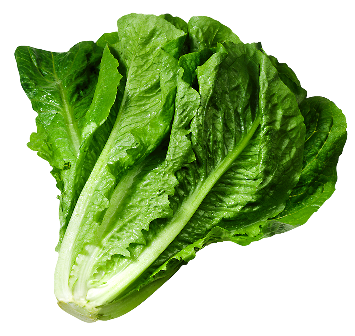 Celtuce Green Free HD Image PNG Image