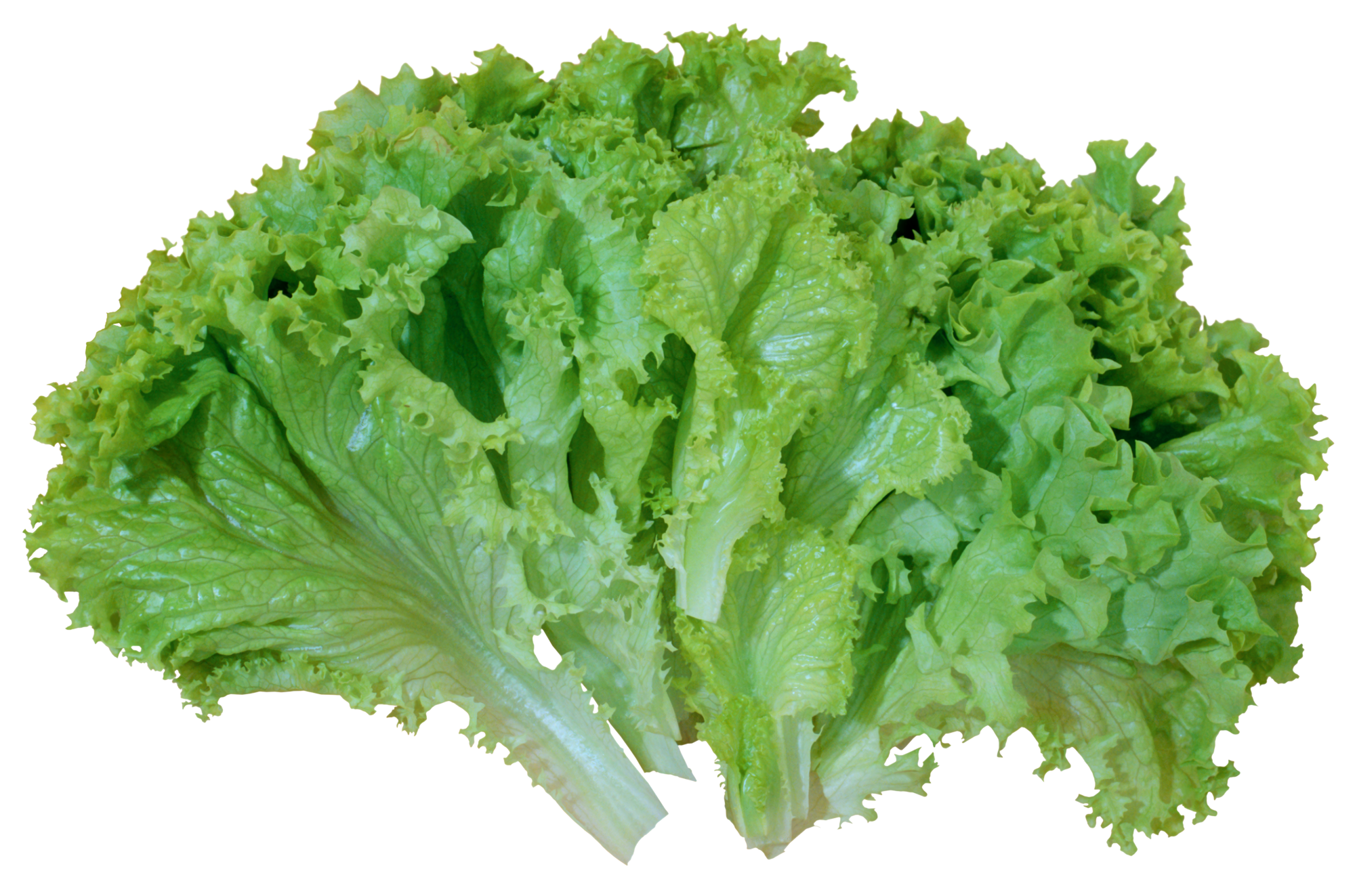 Celtuce Green PNG Download Free PNG Image