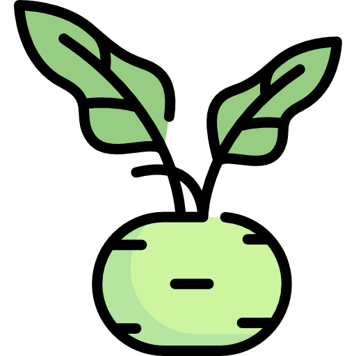 Kohlrabi Download HQ PNG Image