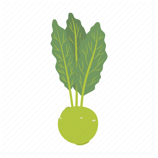 Picture Kohlrabi HQ Image Free PNG Image