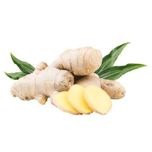 Fresh Pic Galangal Download Free Image PNG Image