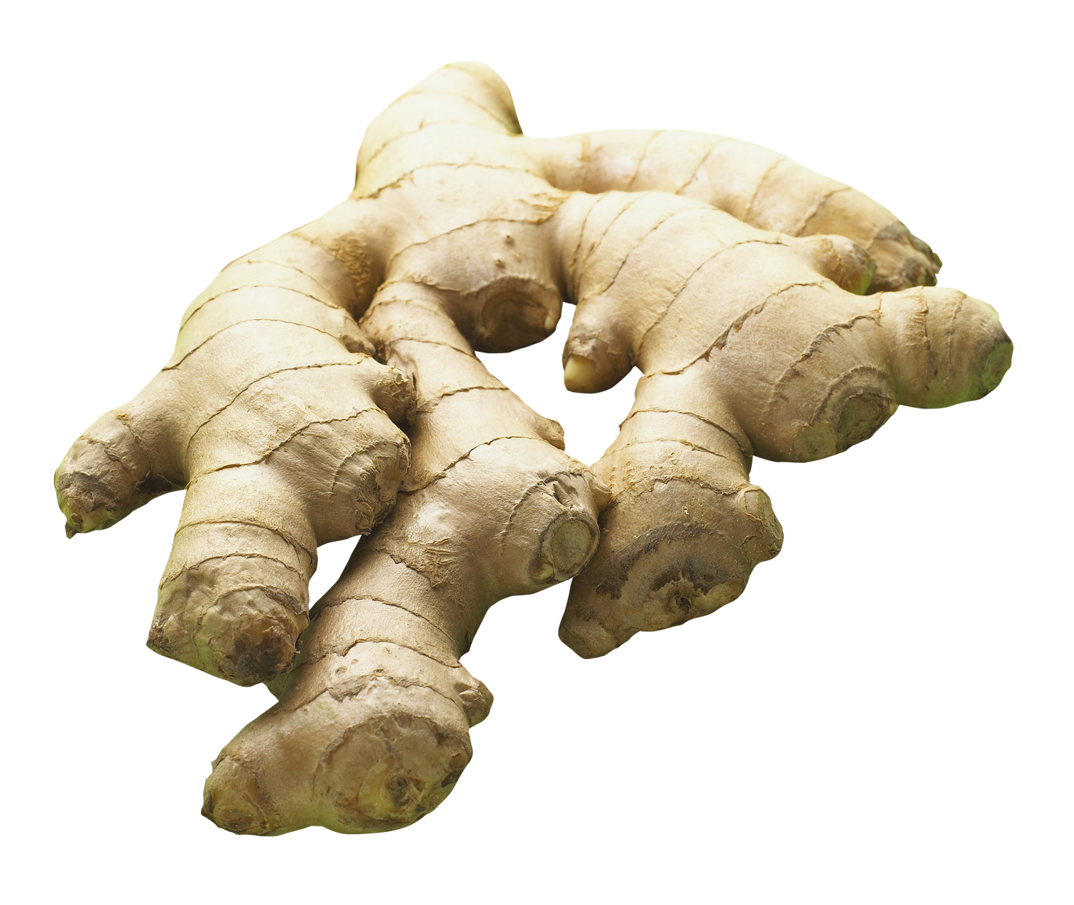 Organic Galangal Free Clipart HD PNG Image