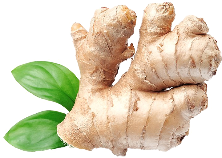 Organic Galangal Free Download PNG HQ PNG Image