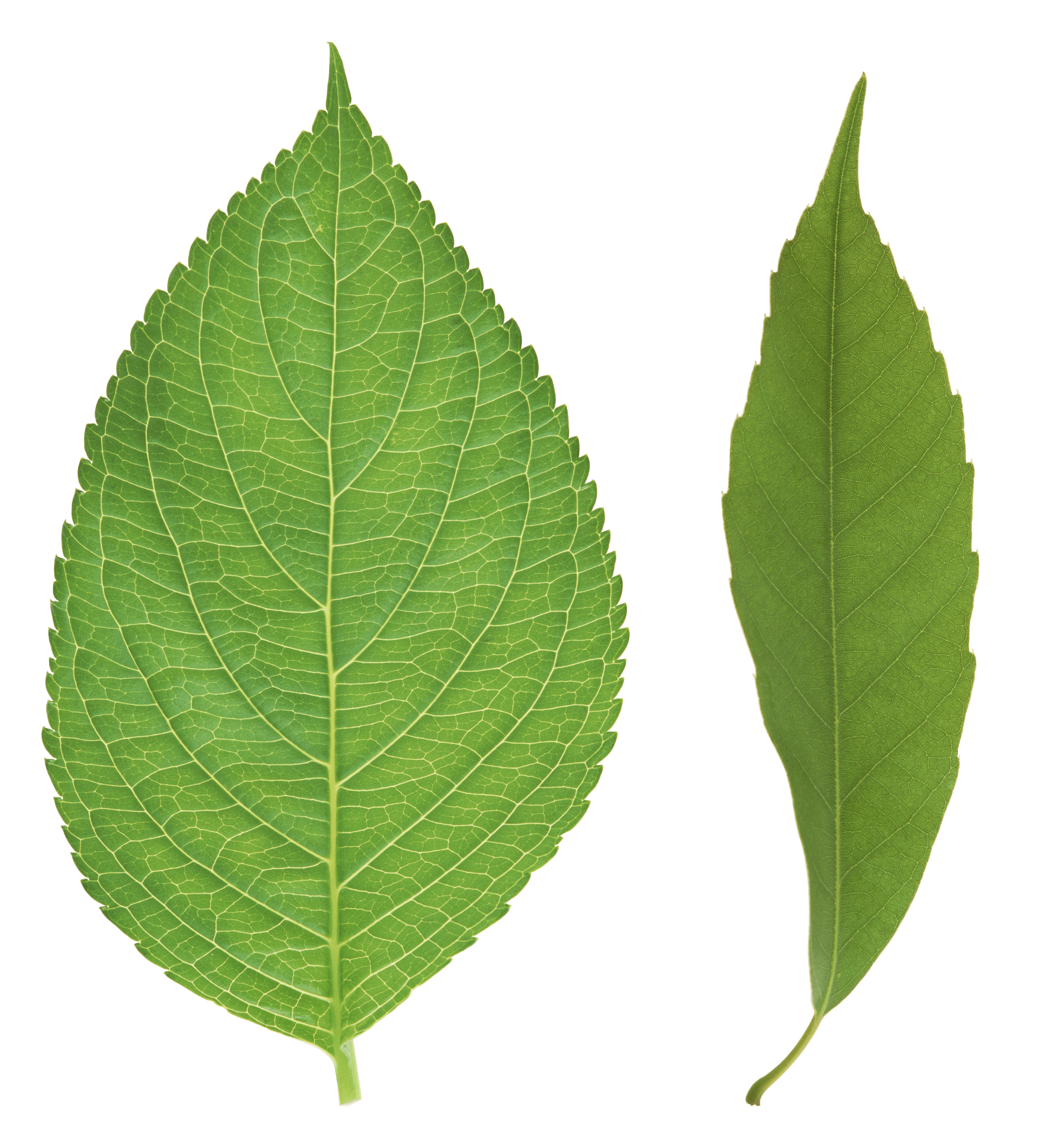 Green Leaf Png PNG Image