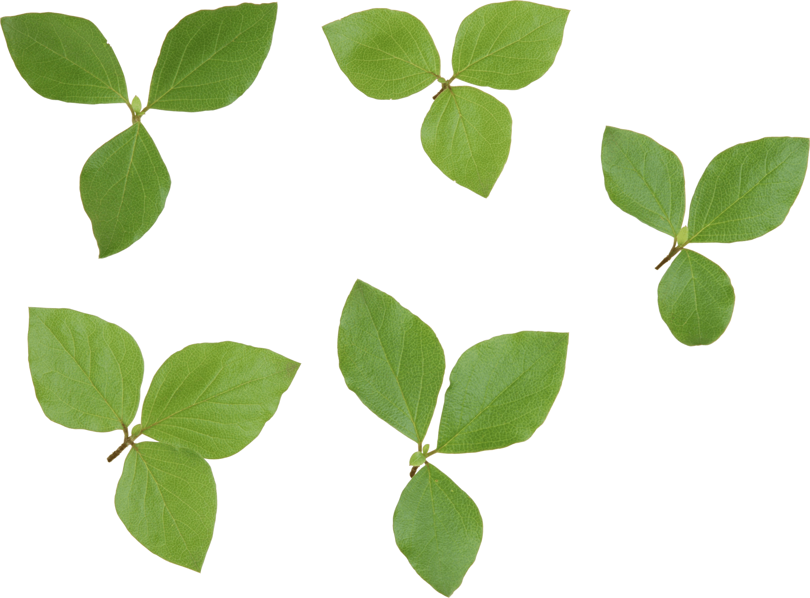 Green Leaf Png PNG Image