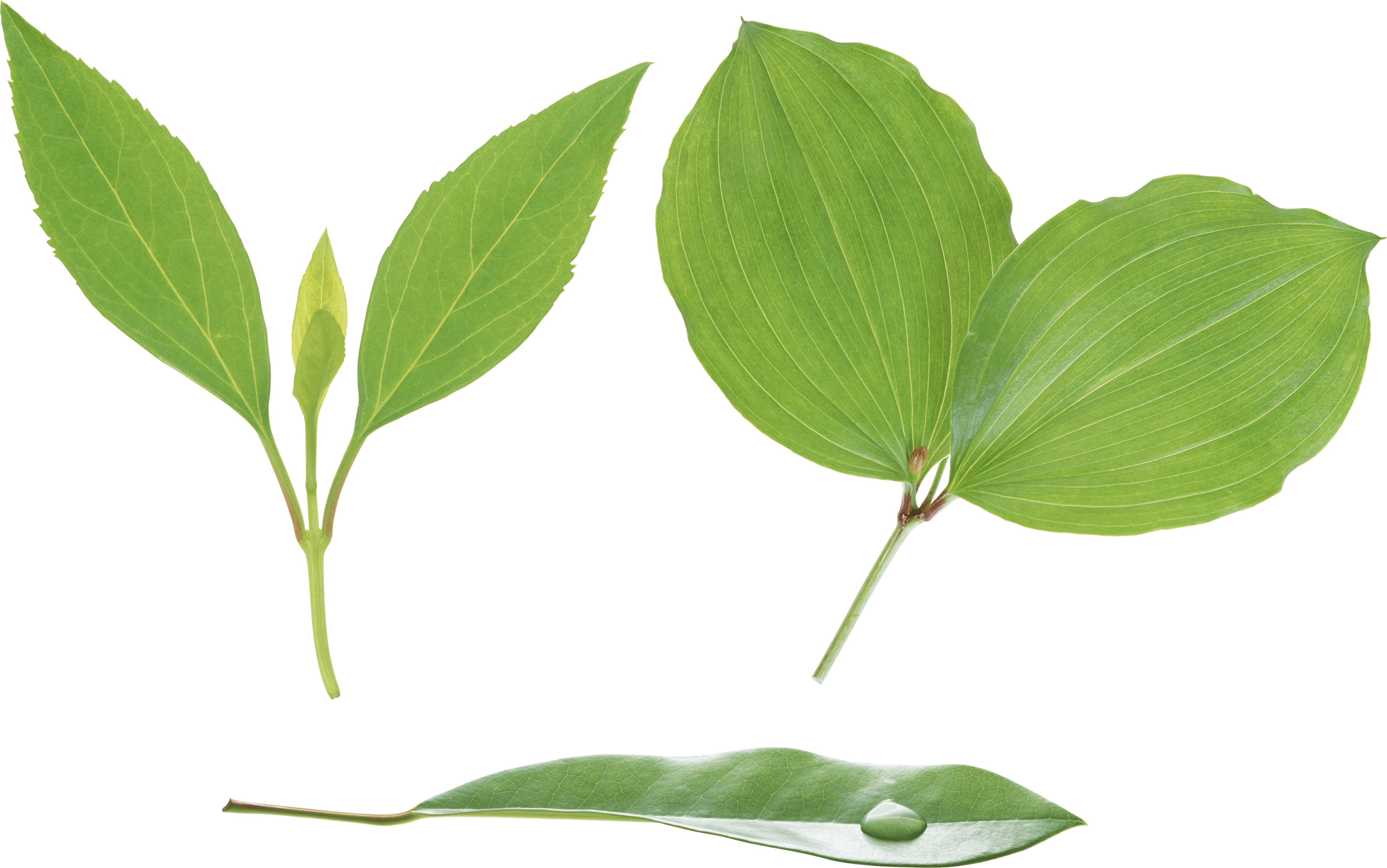 Green Leaf Png PNG Image