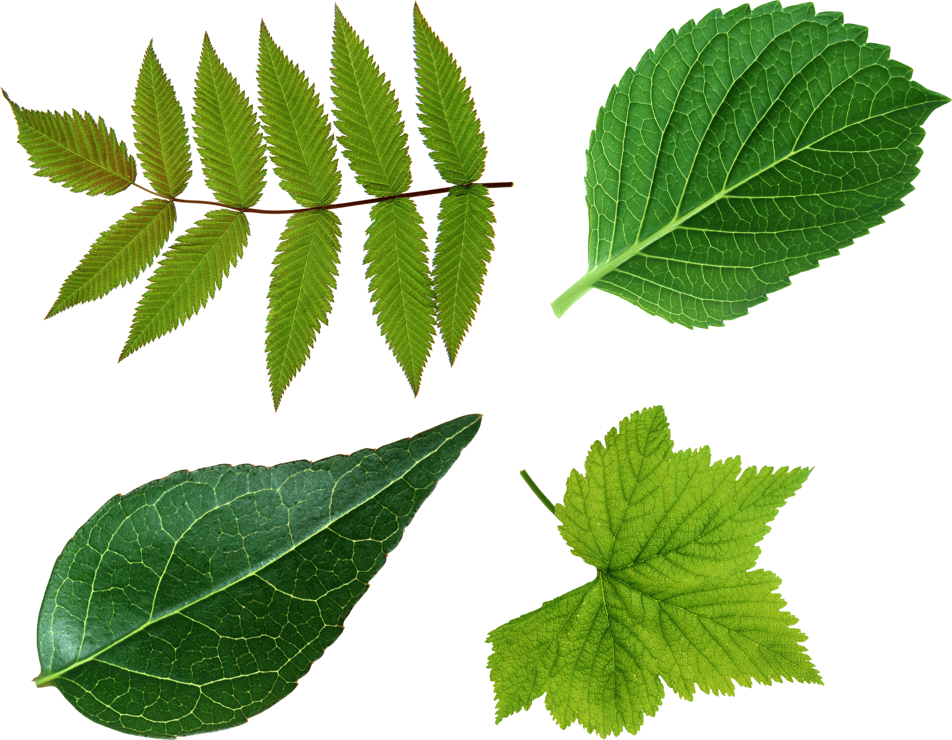 Green Leaf Png PNG Image