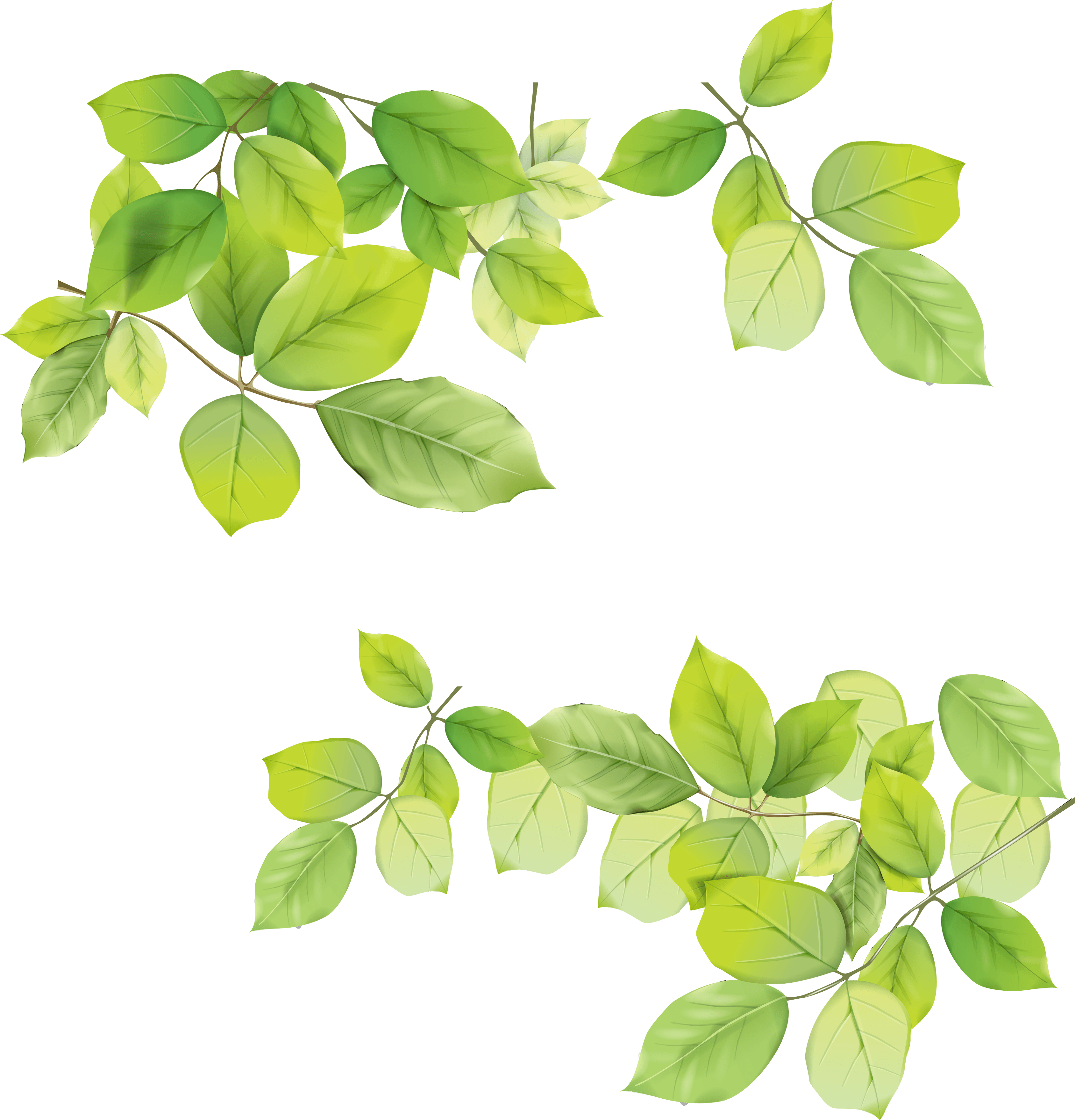 Green Leaf Png PNG Image