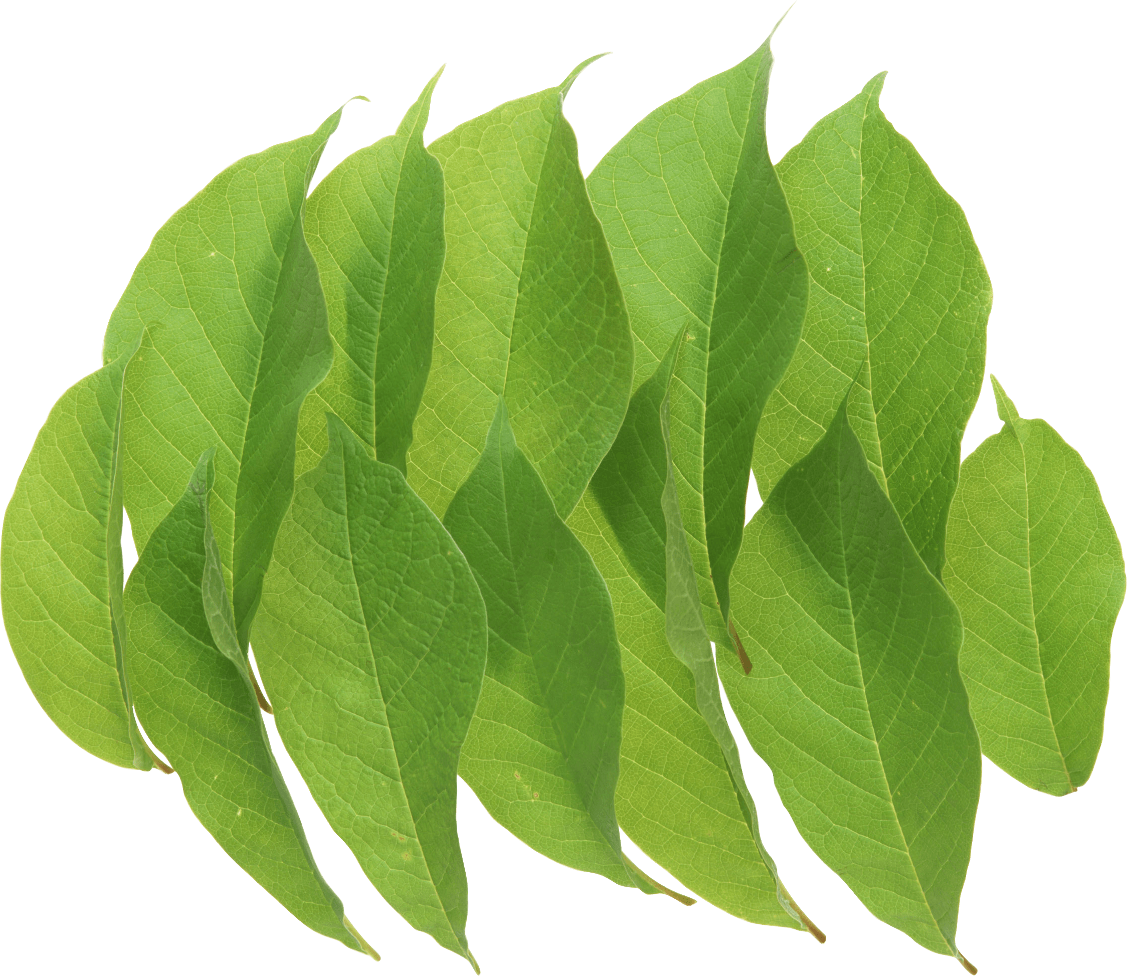 Green Leaf Png PNG Image