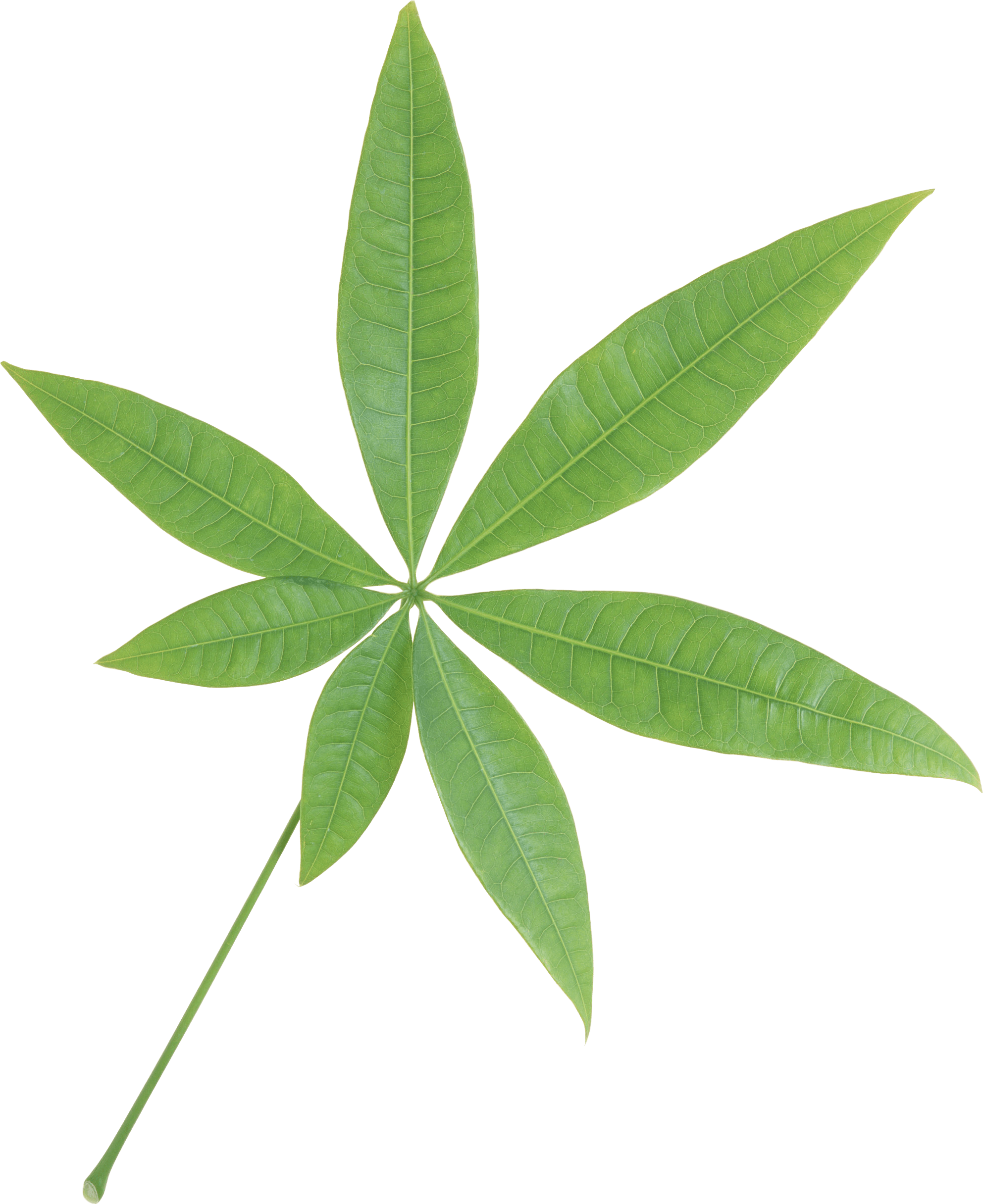 Green Leaf Png PNG Image