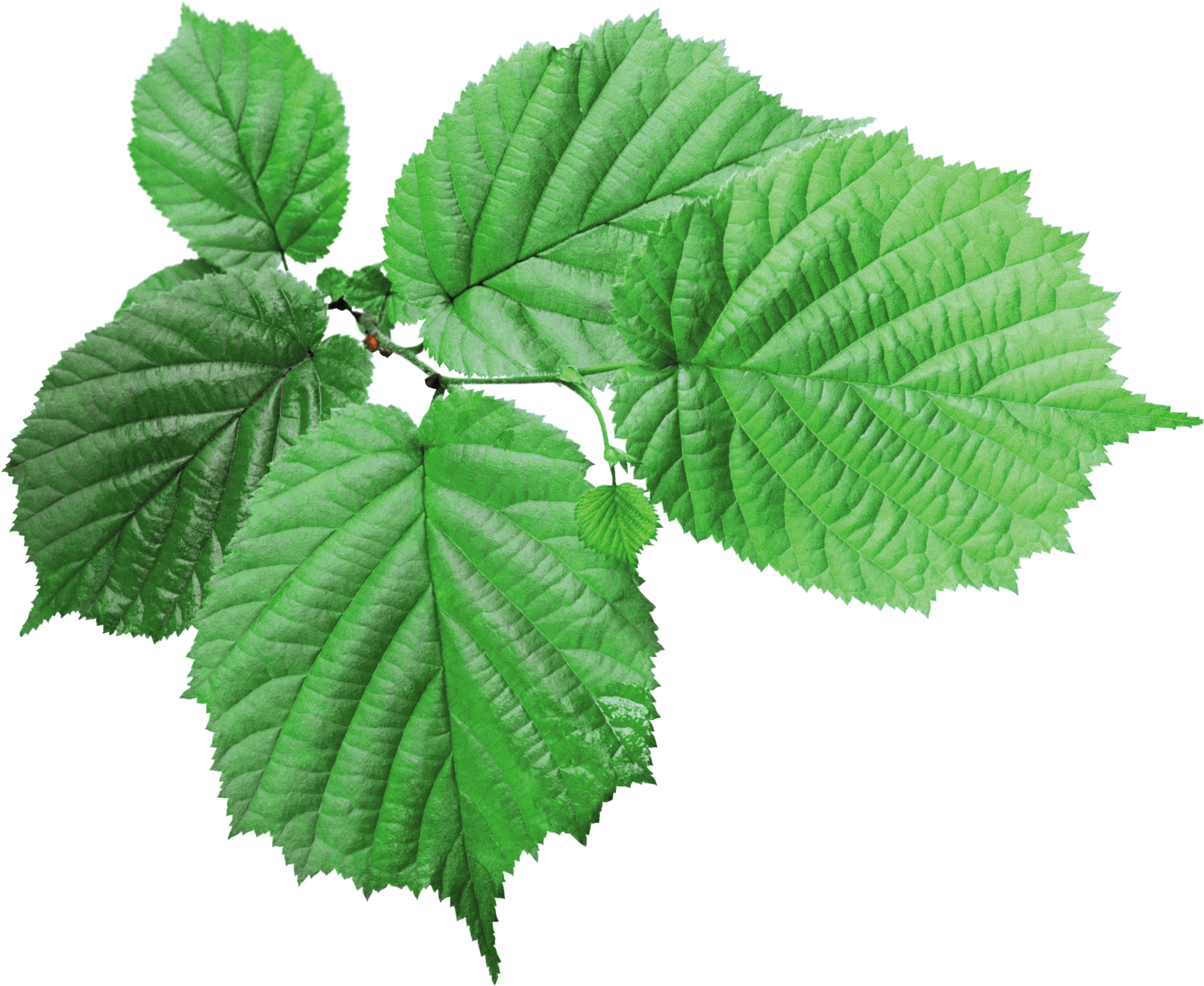 Green Leaf Png PNG Image