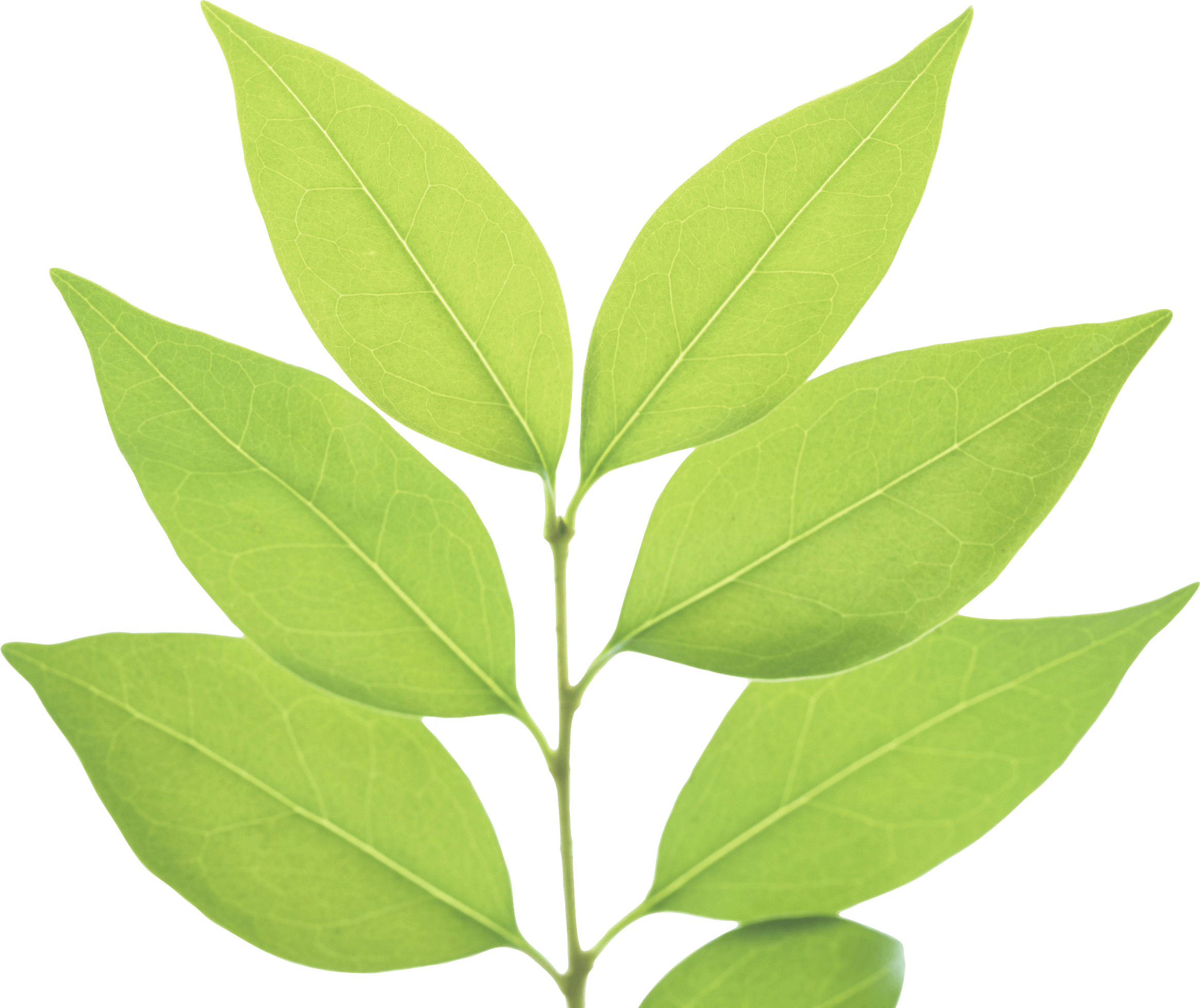 Green Leaf Png PNG Image