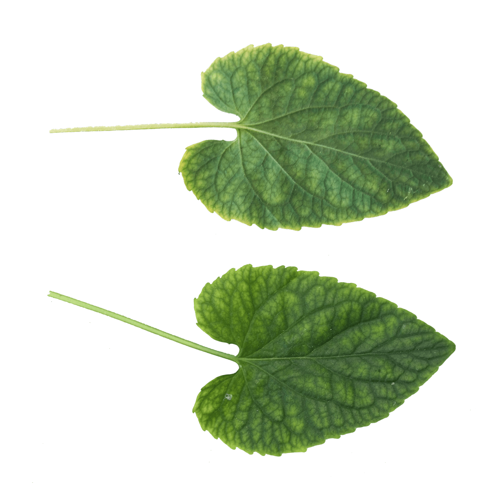 Green Leaf Png PNG Image