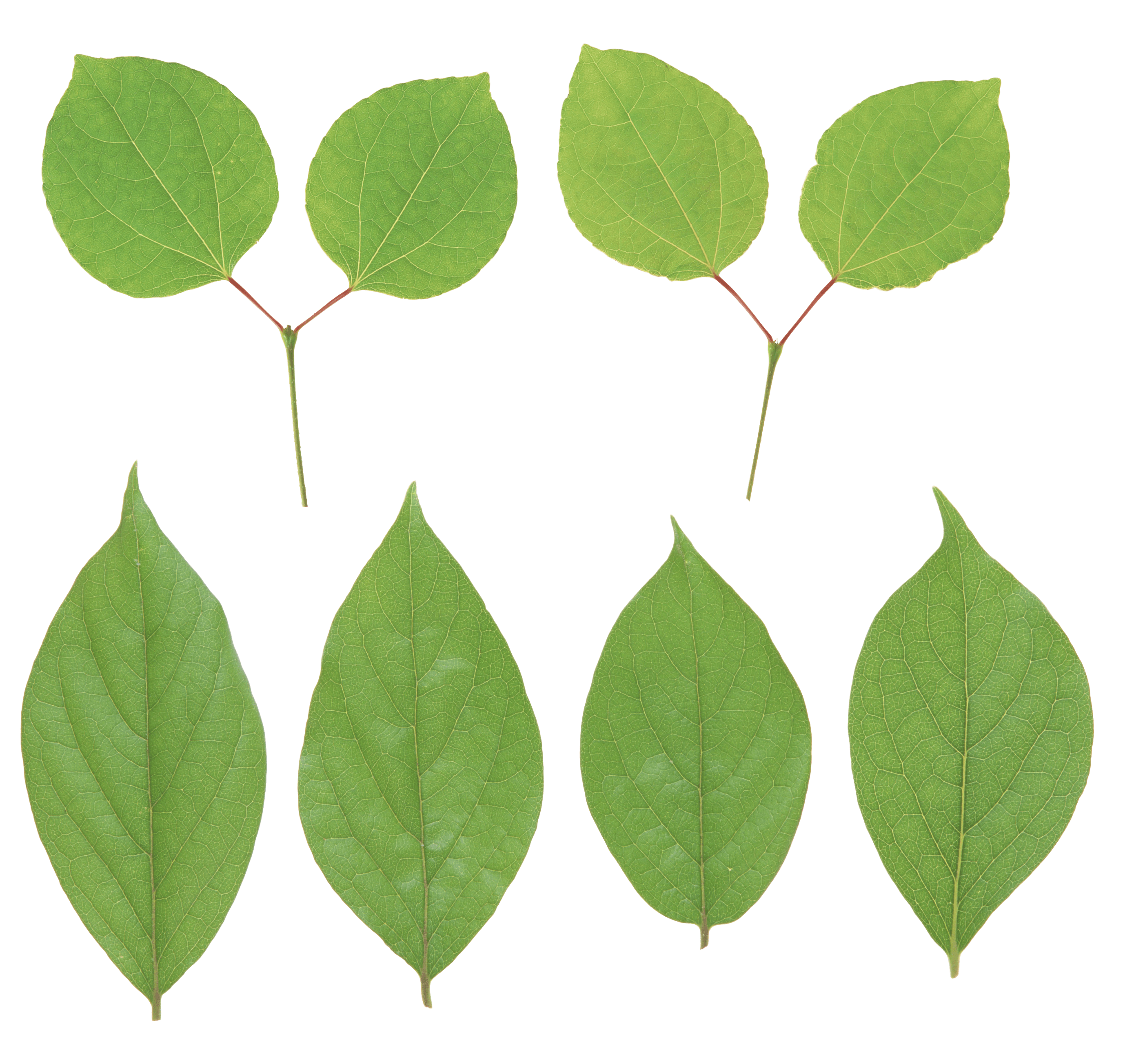 Green Leaf Png PNG Image