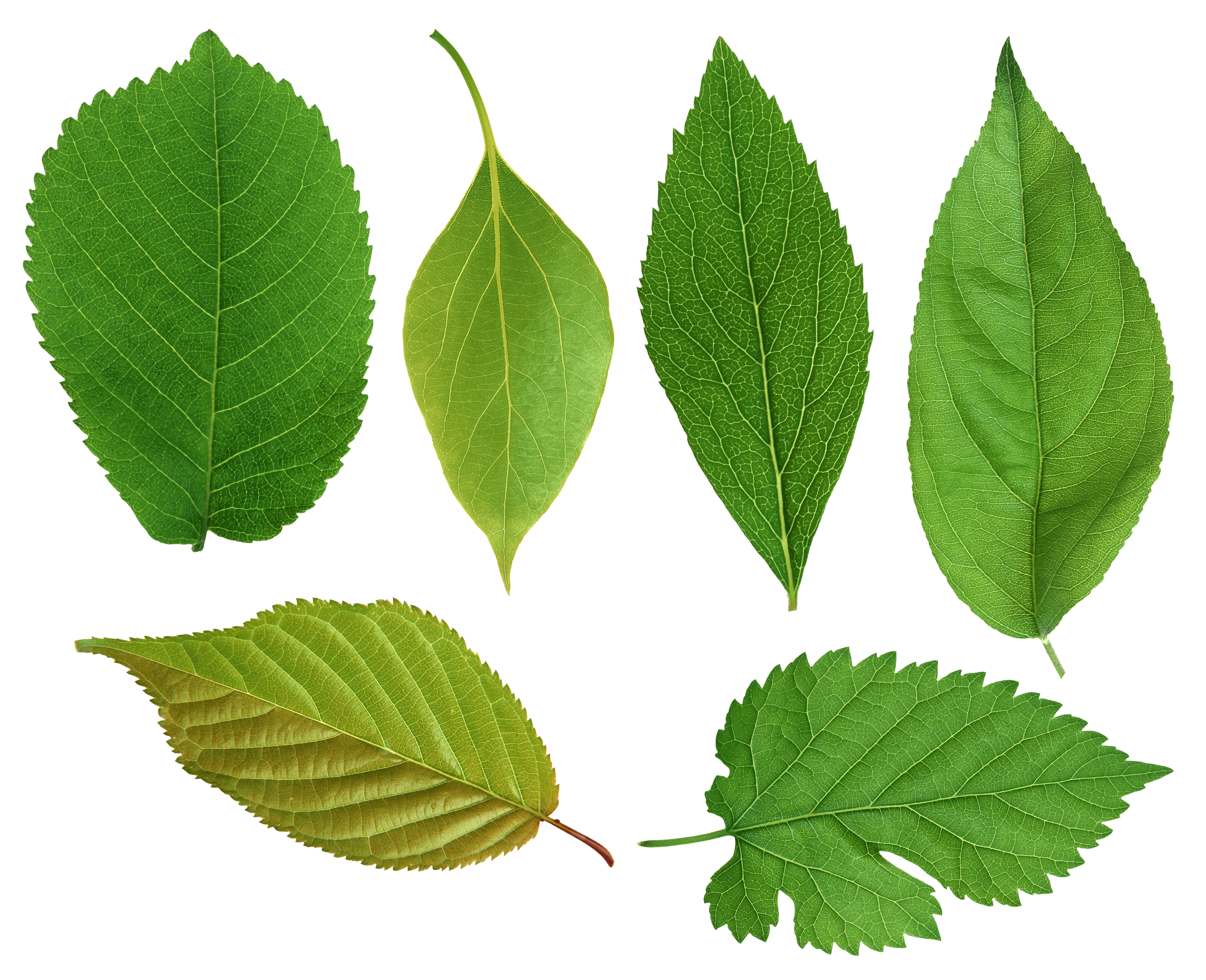 Green Leaf Png PNG Image