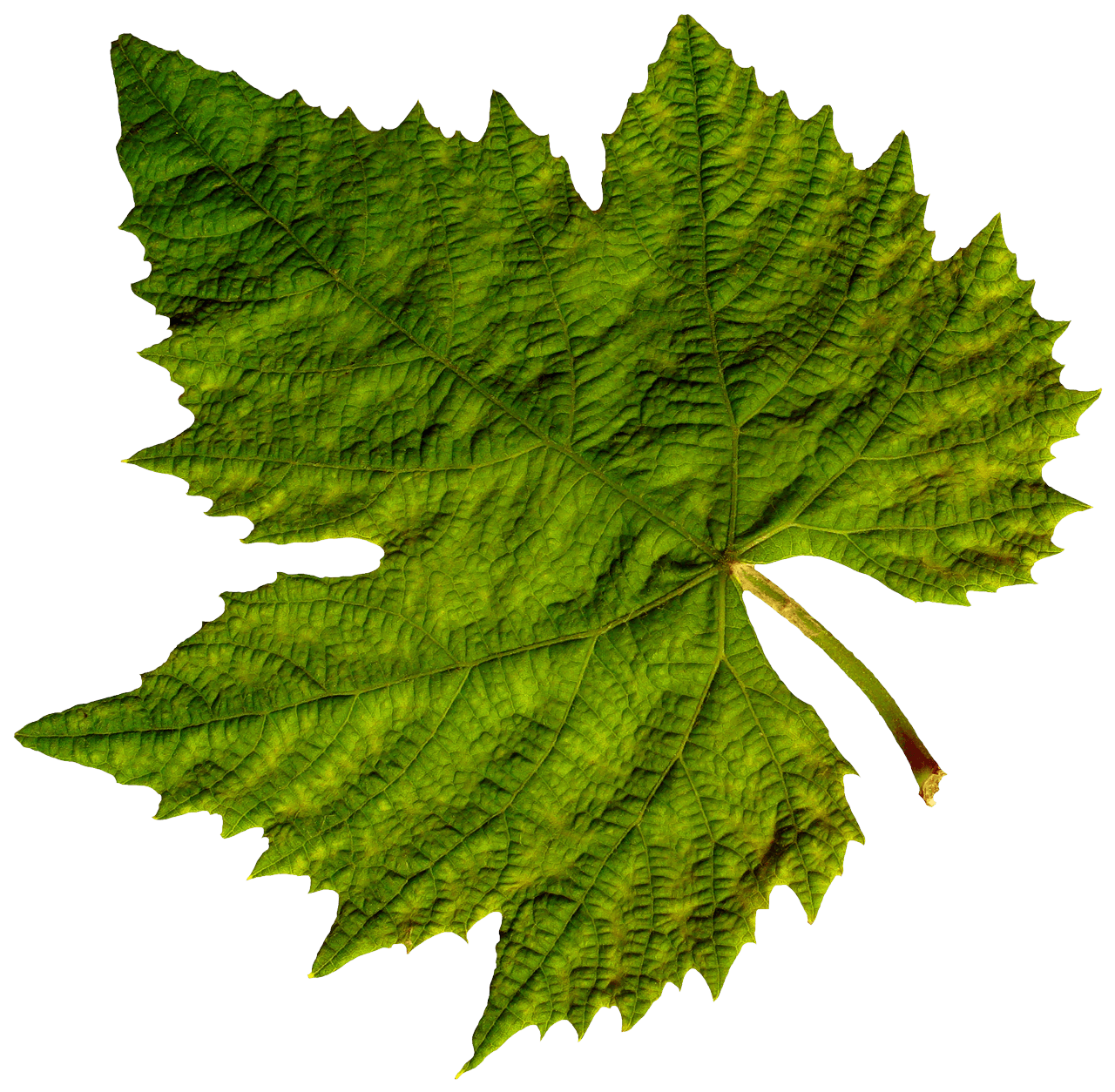 Green Leaf Png PNG Image