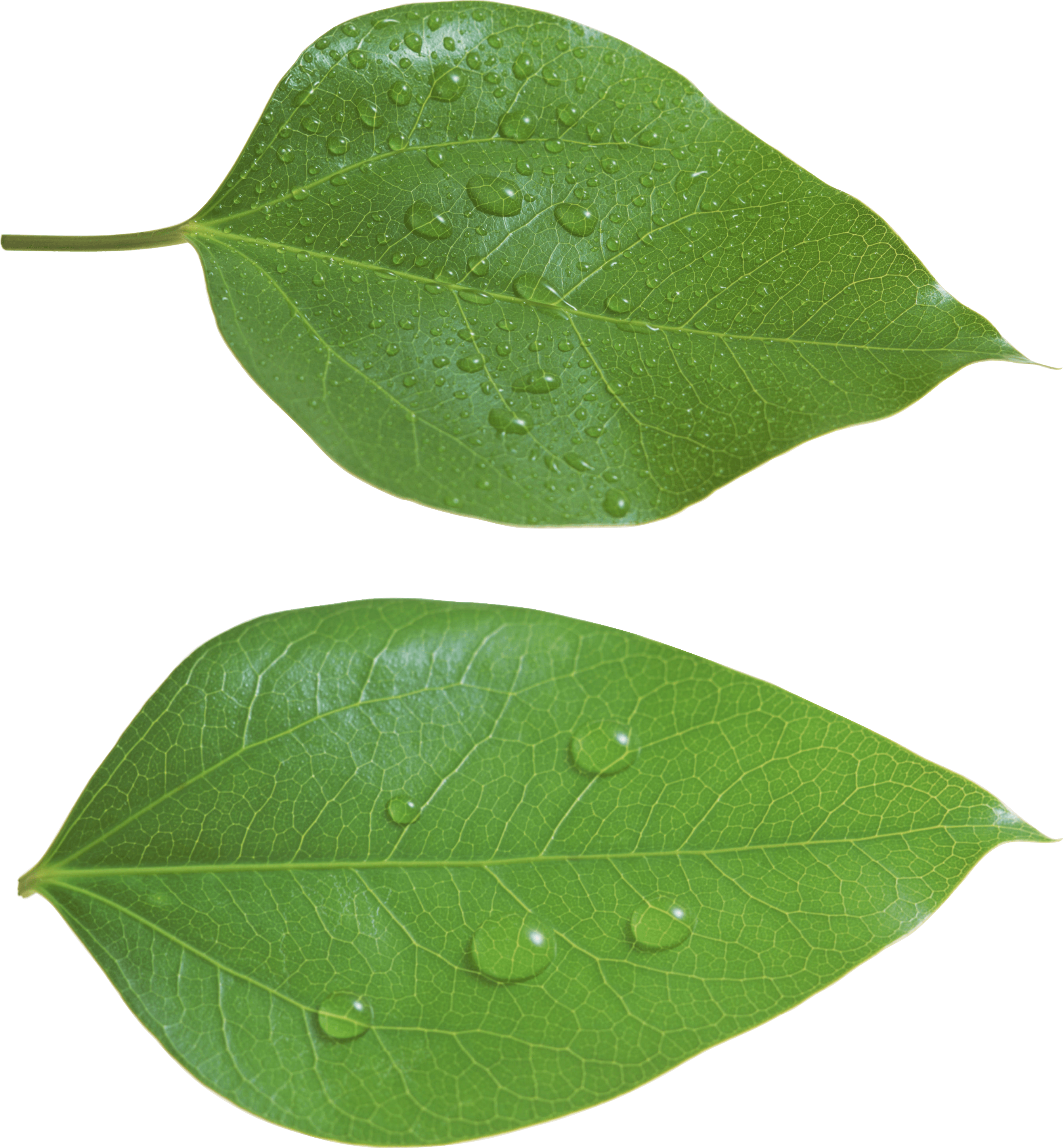 Green Leaf Png PNG Image