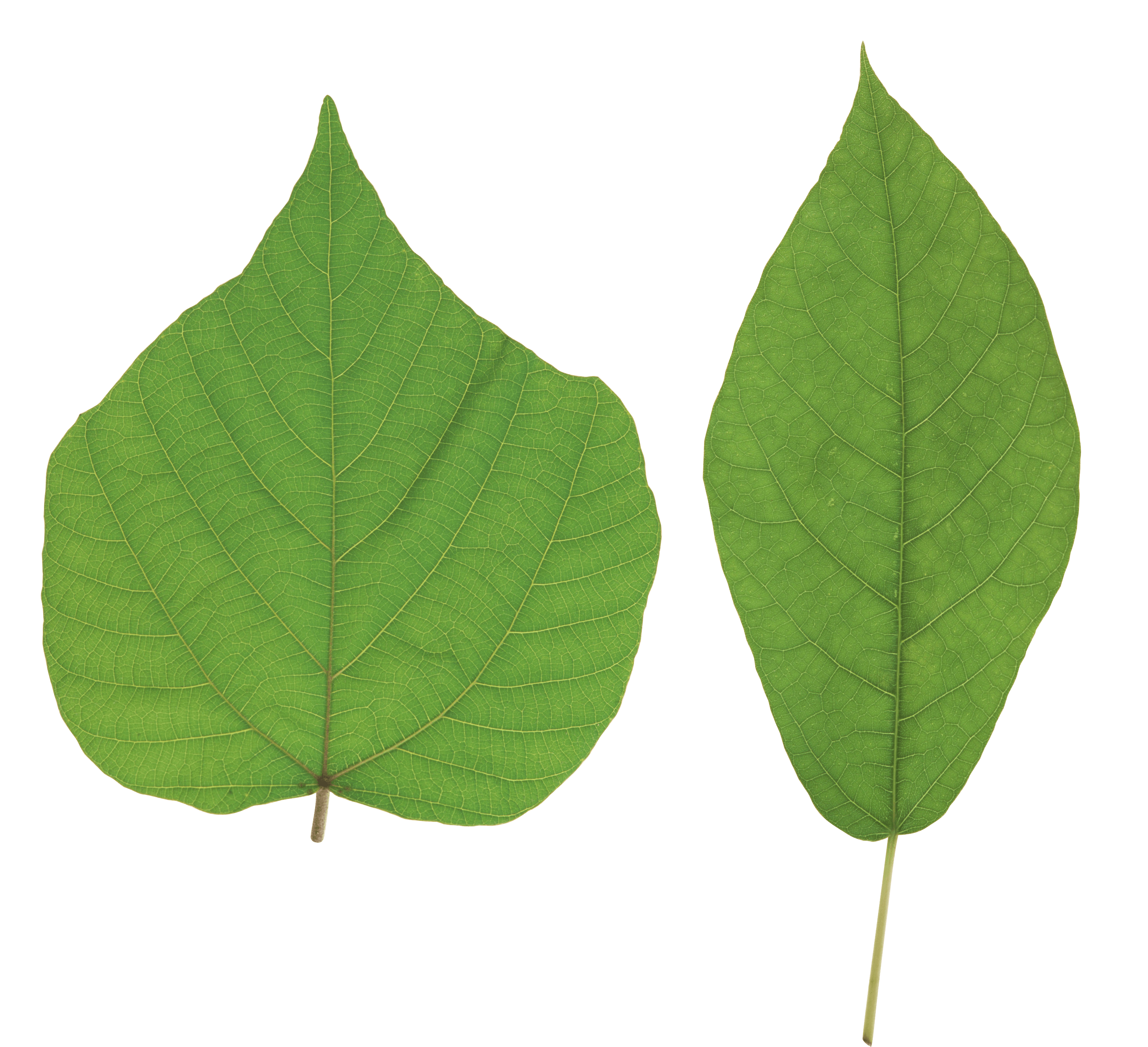 Green Leaf Png PNG Image