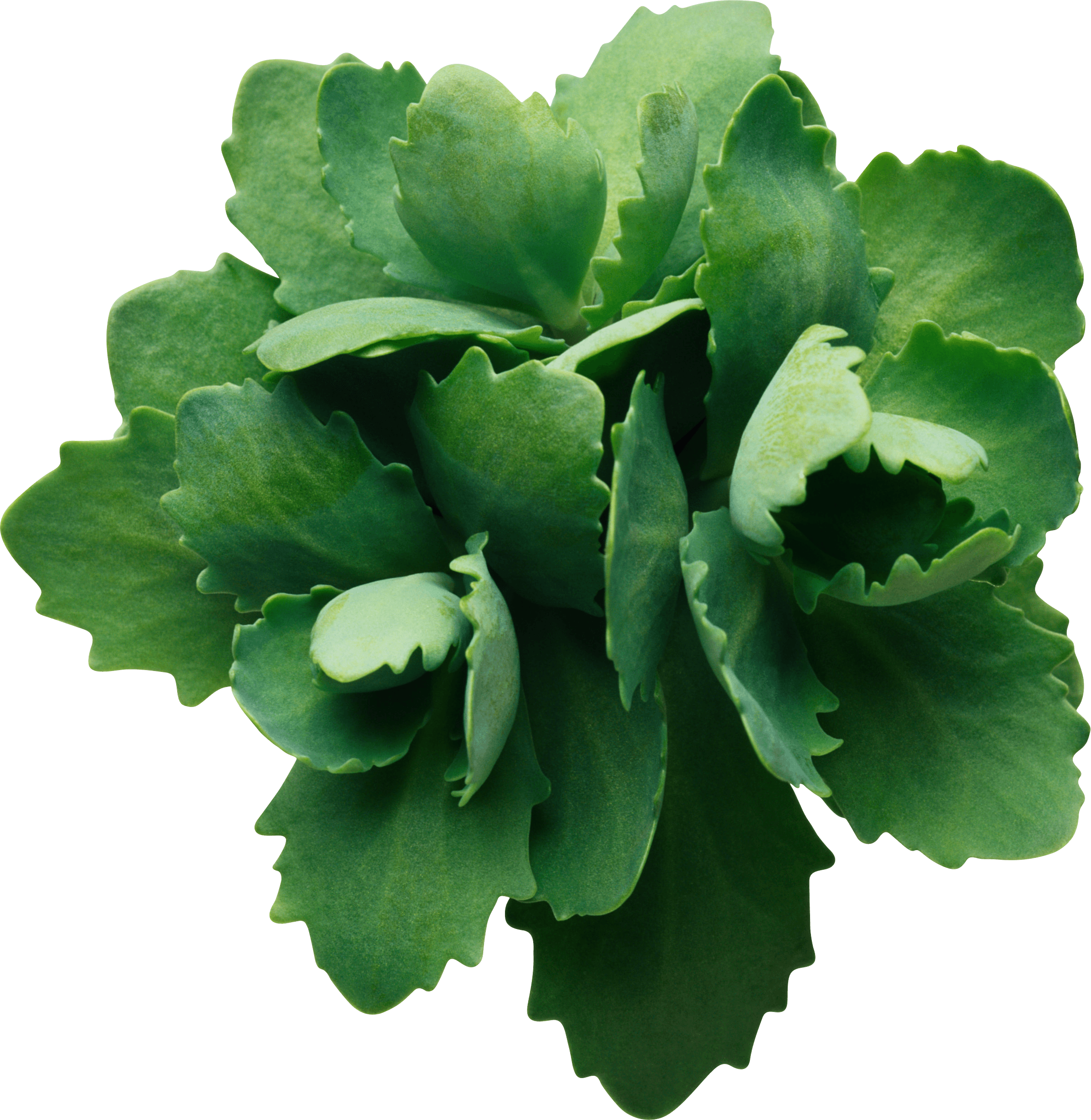 Green Leaf Png PNG Image