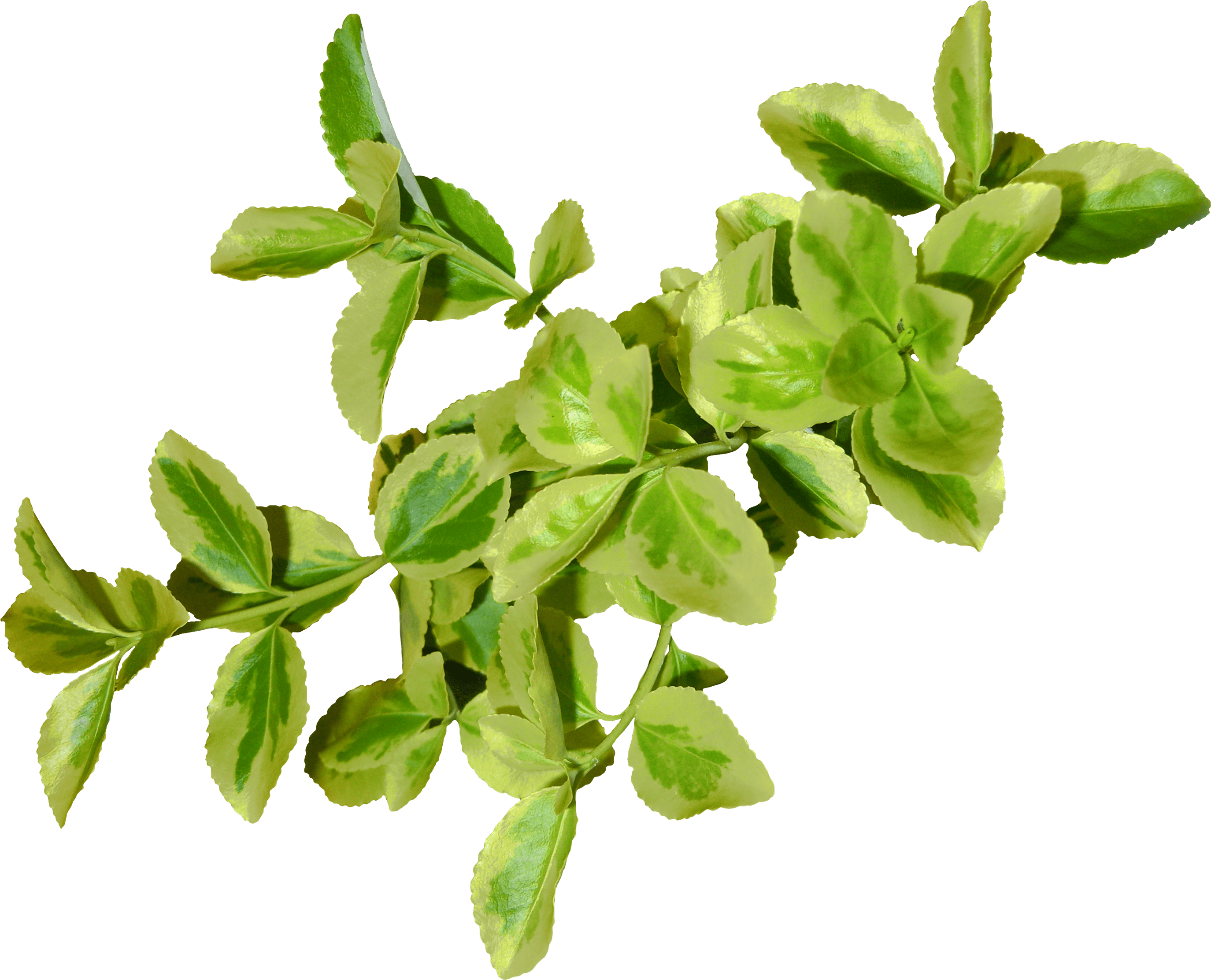 Green Leaf Png PNG Image