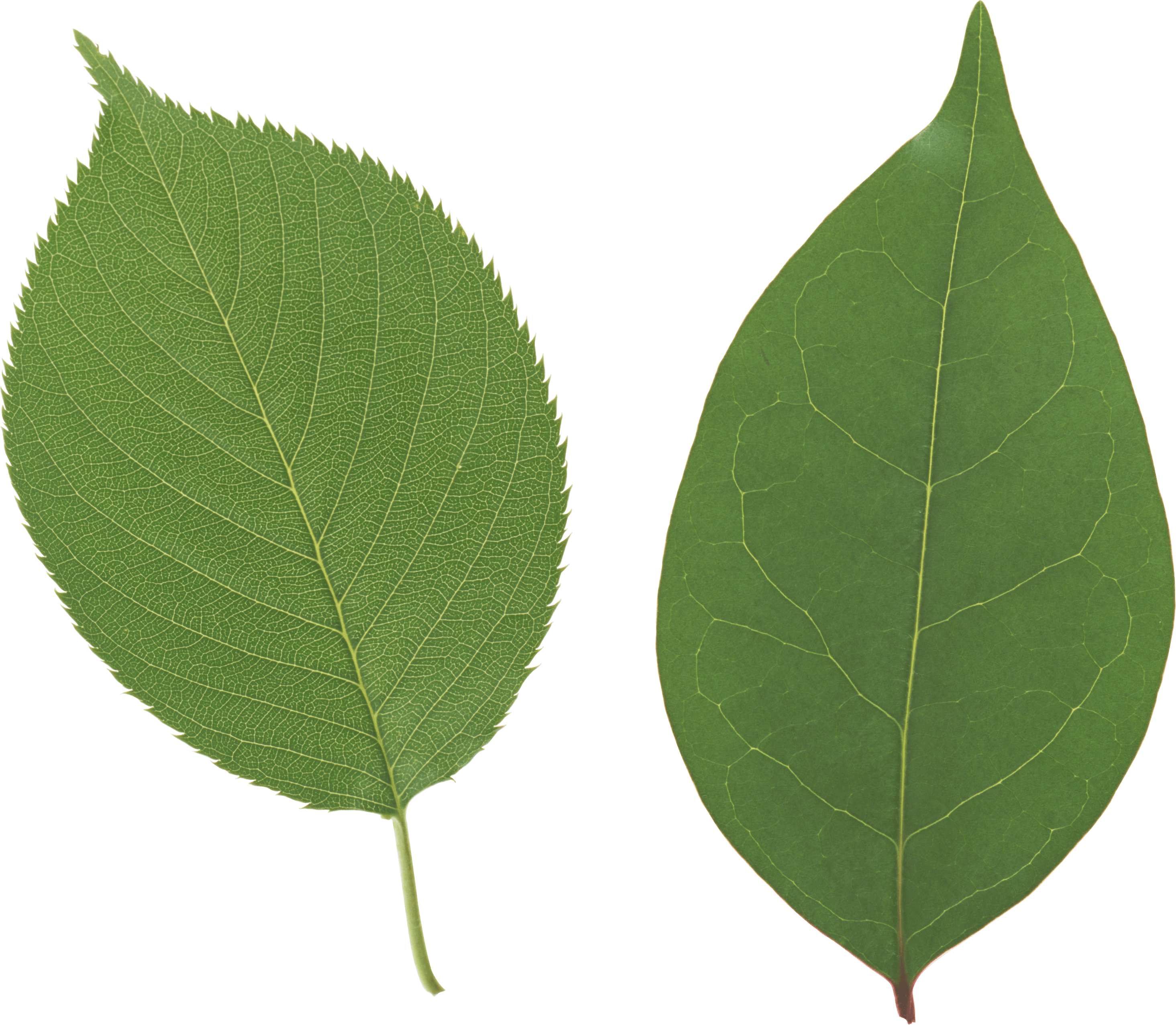 Green Leaf Png PNG Image