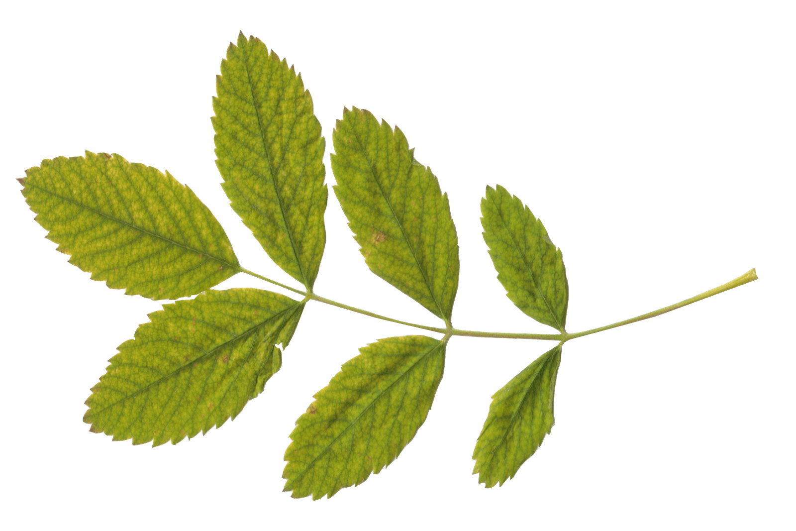 Green Leaf Png PNG Image