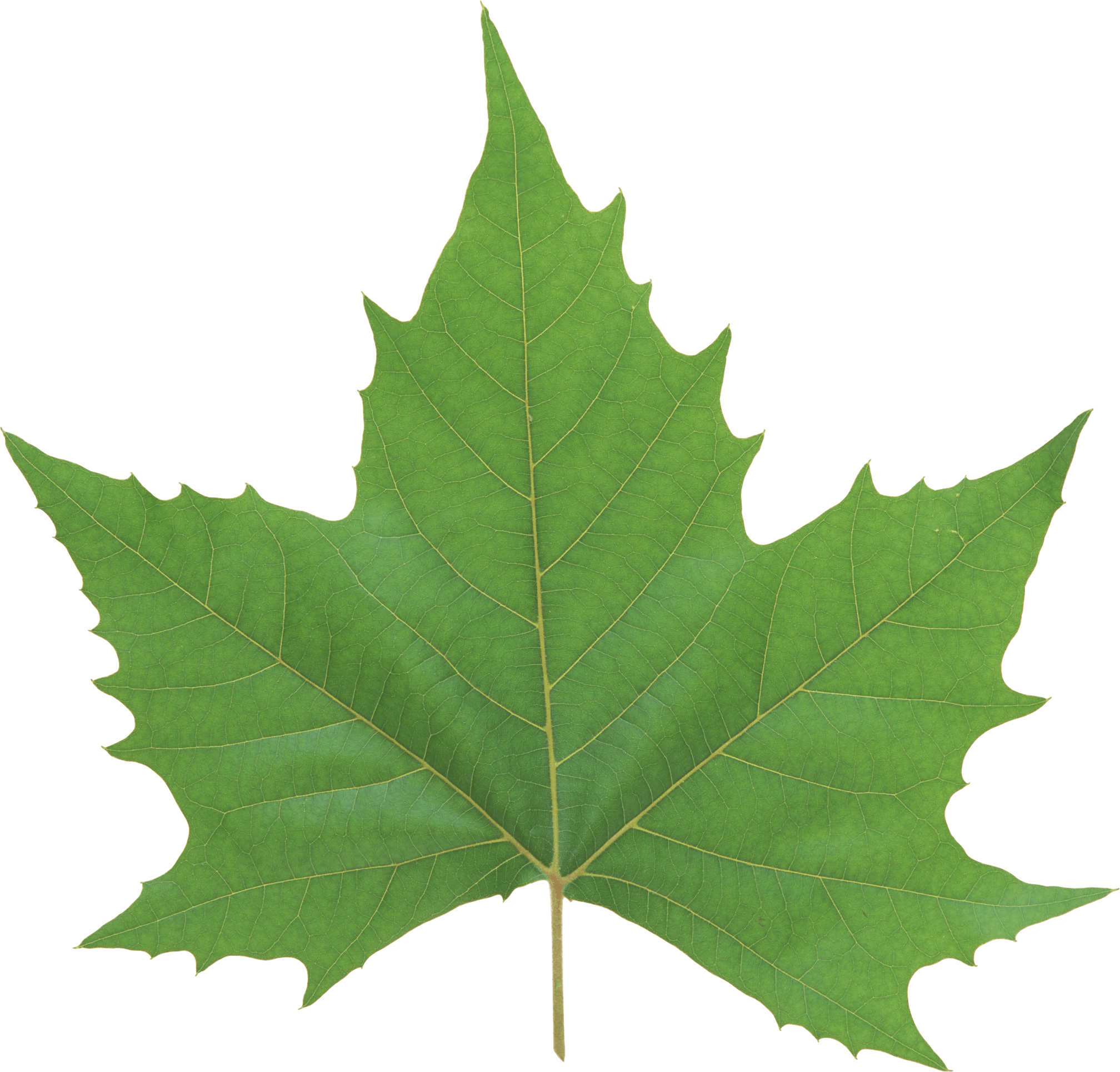 Green Leaf Png PNG Image