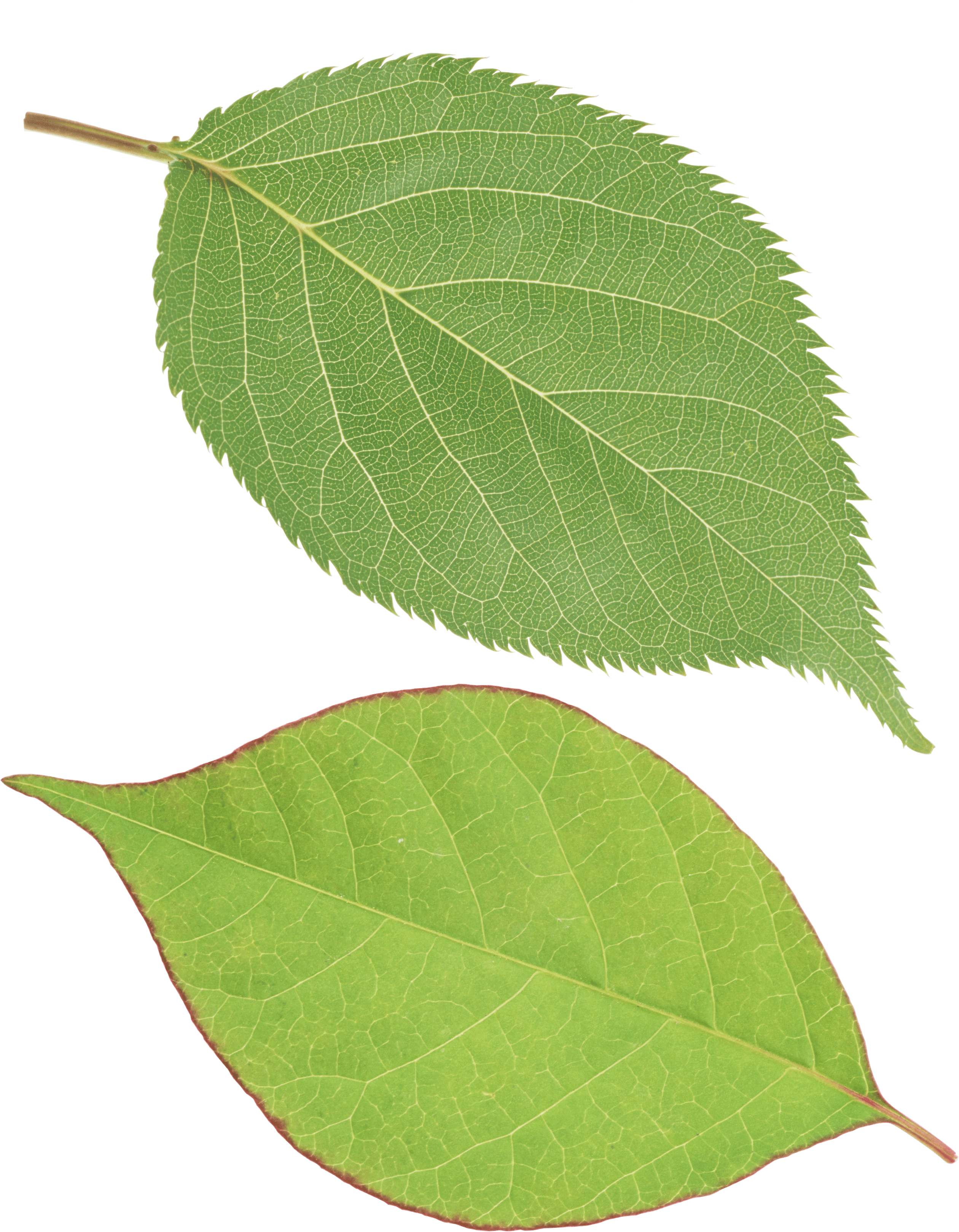 Green Leaf Png PNG Image