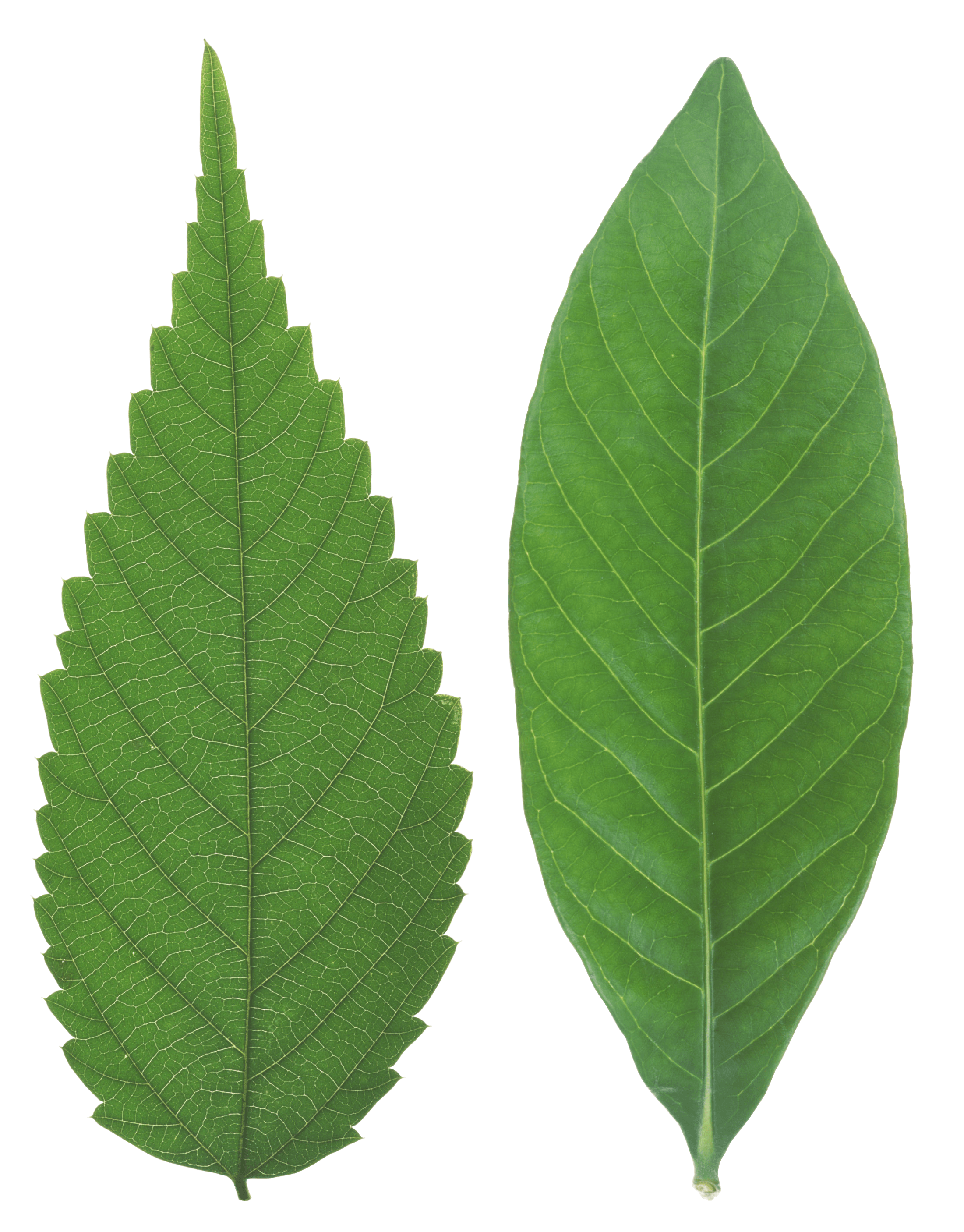 Green Leaf Png PNG Image