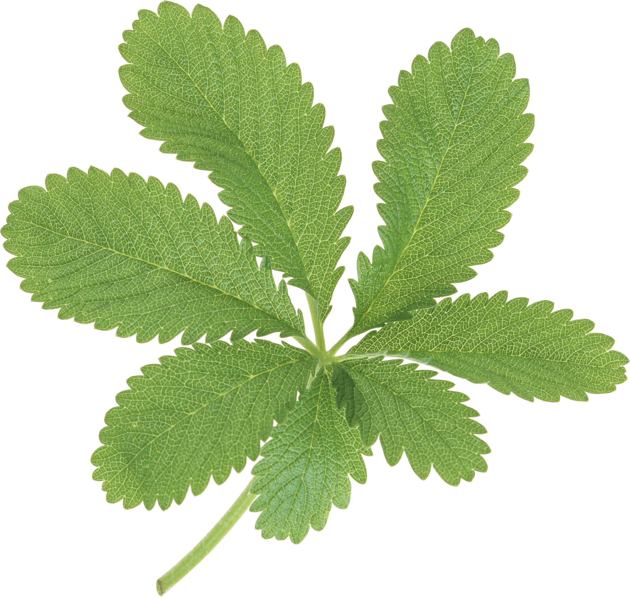 Green Leaf Png PNG Image